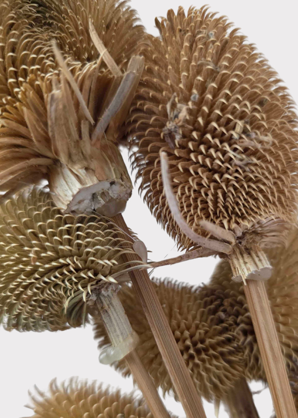 Close-up of Dried Teasel 