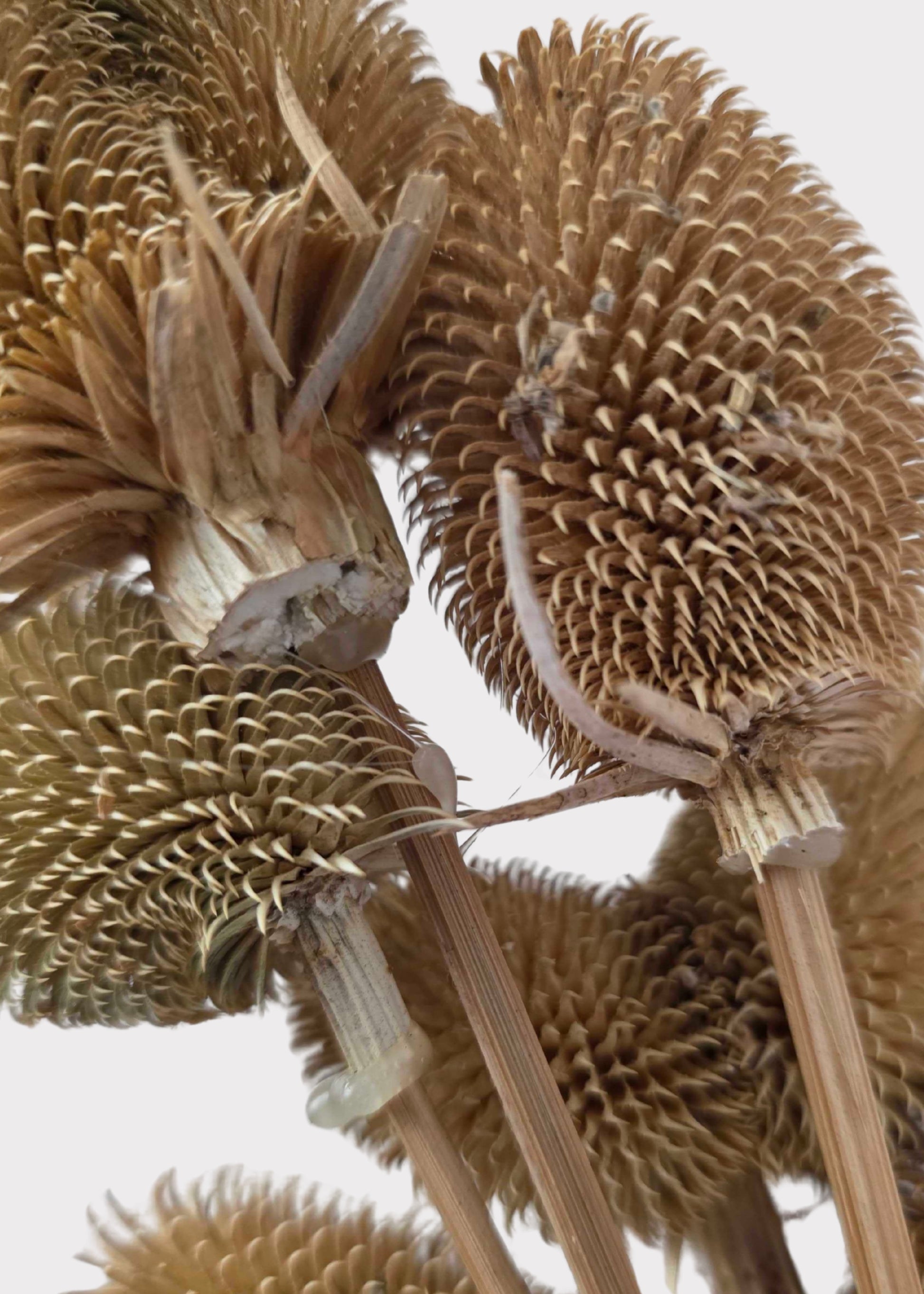 Close-up of Dried Teasel 