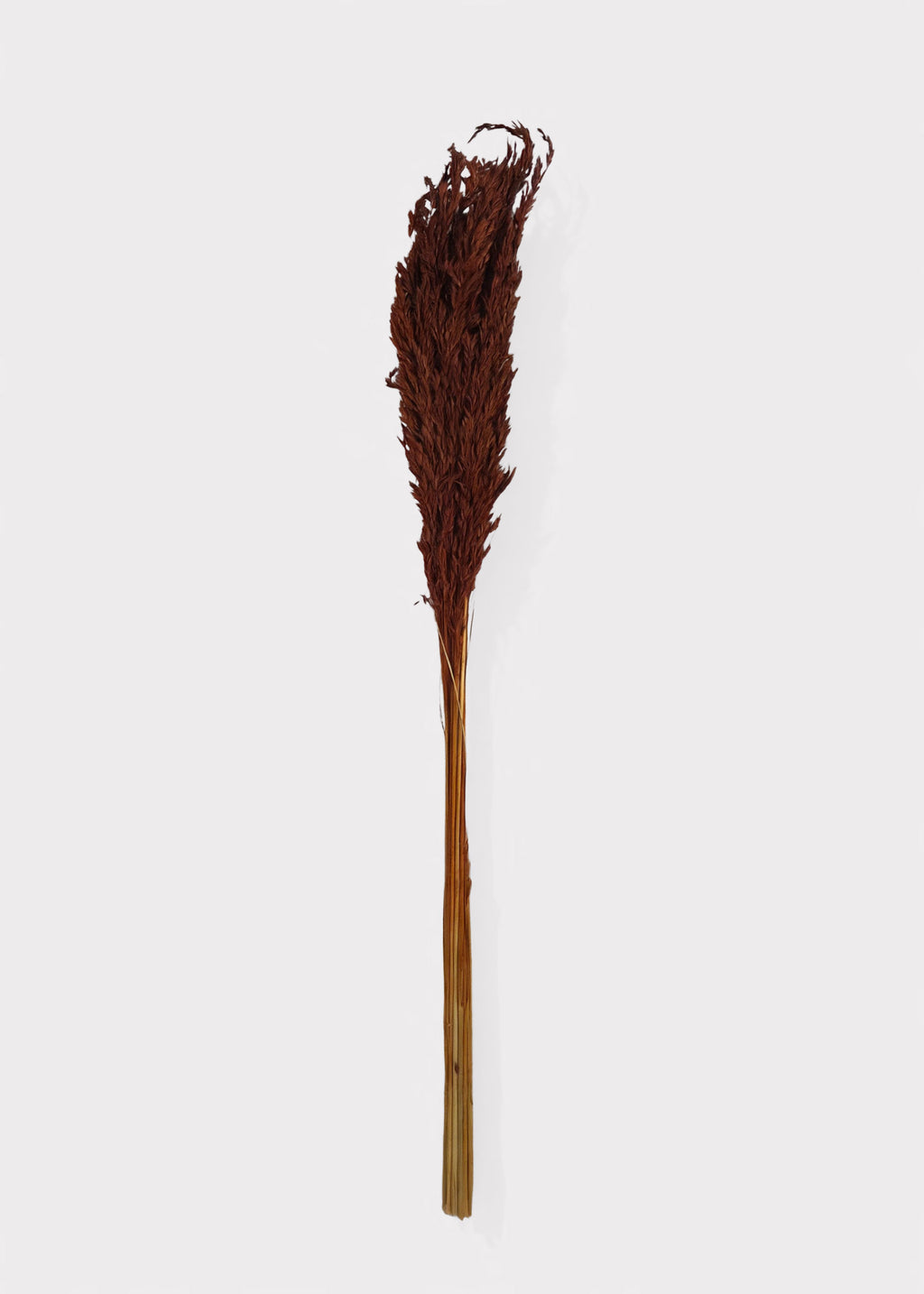 Bundle of Dried Grass Burnt Brown Wild Oats 
