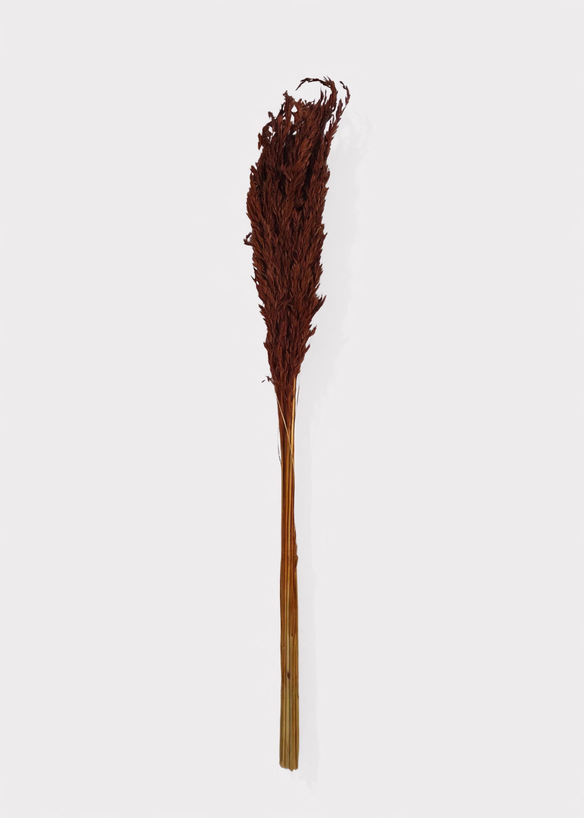 Bundle of Dried Grass Burnt Brown Wild Oats 