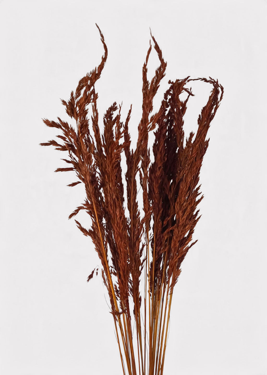Dried Grass Burnt Brown Wild Oats Bunch