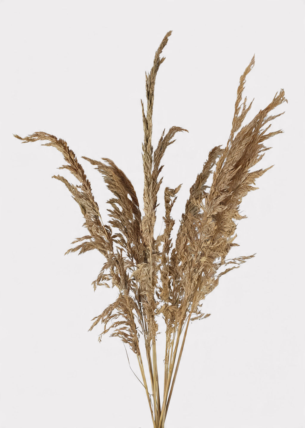 Natural Dried Wild Oats Grass Bunch