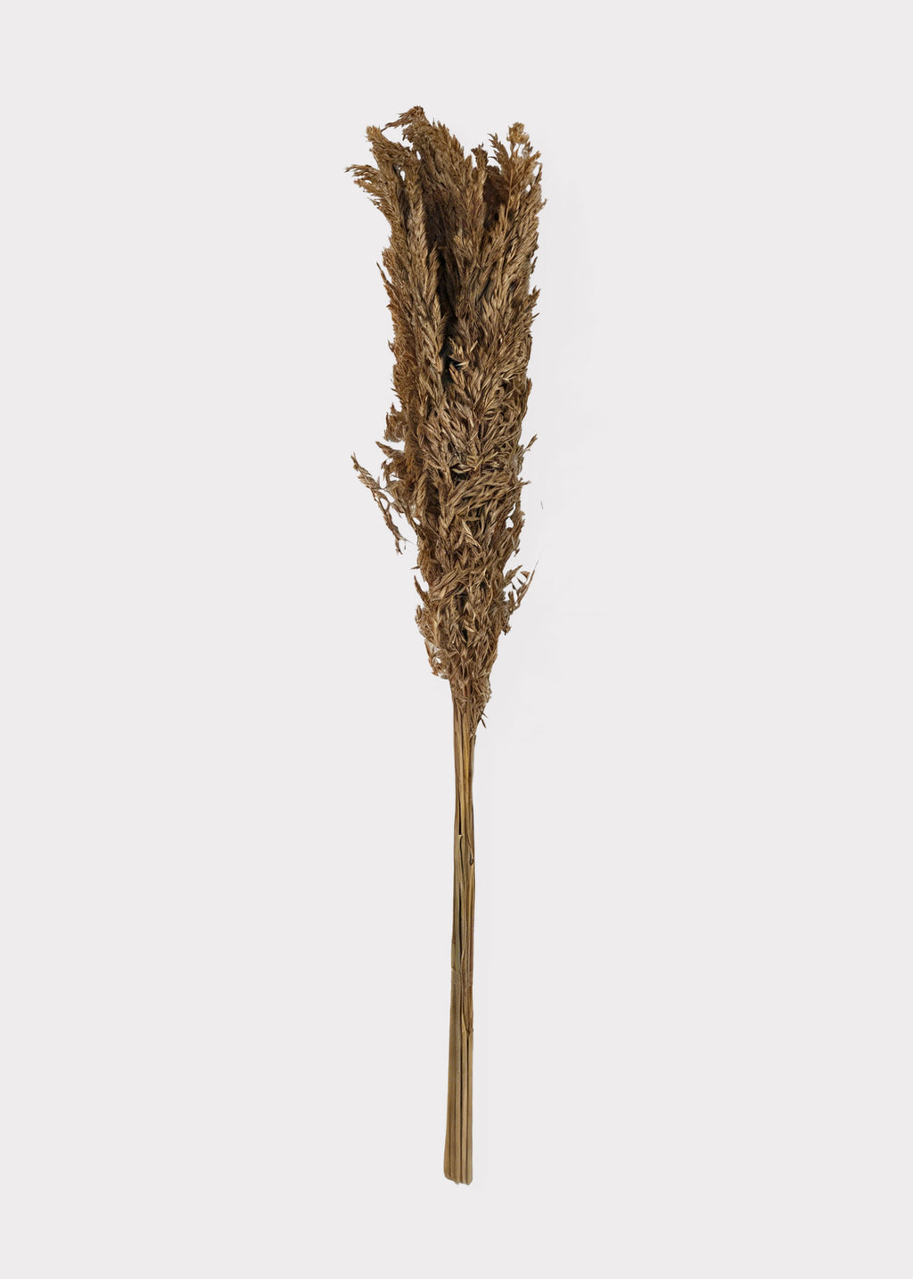 Bundle of Natural Dried Wild Oats Grass