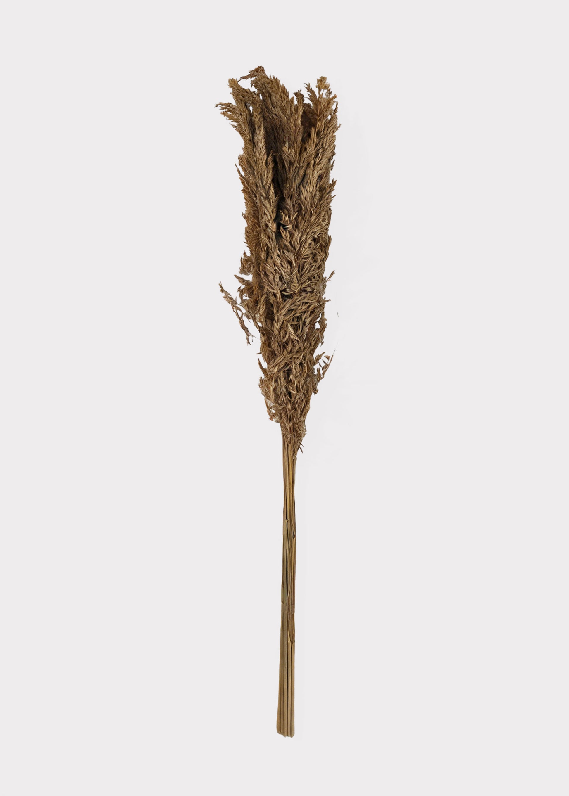 Bundle of Natural Dried Wild Oats Grass