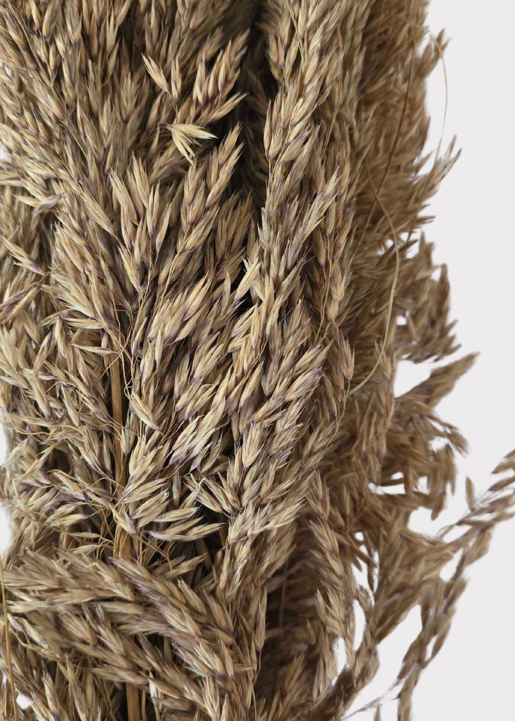 Close-up of Natural Dried Wild Oats Grass Bunch