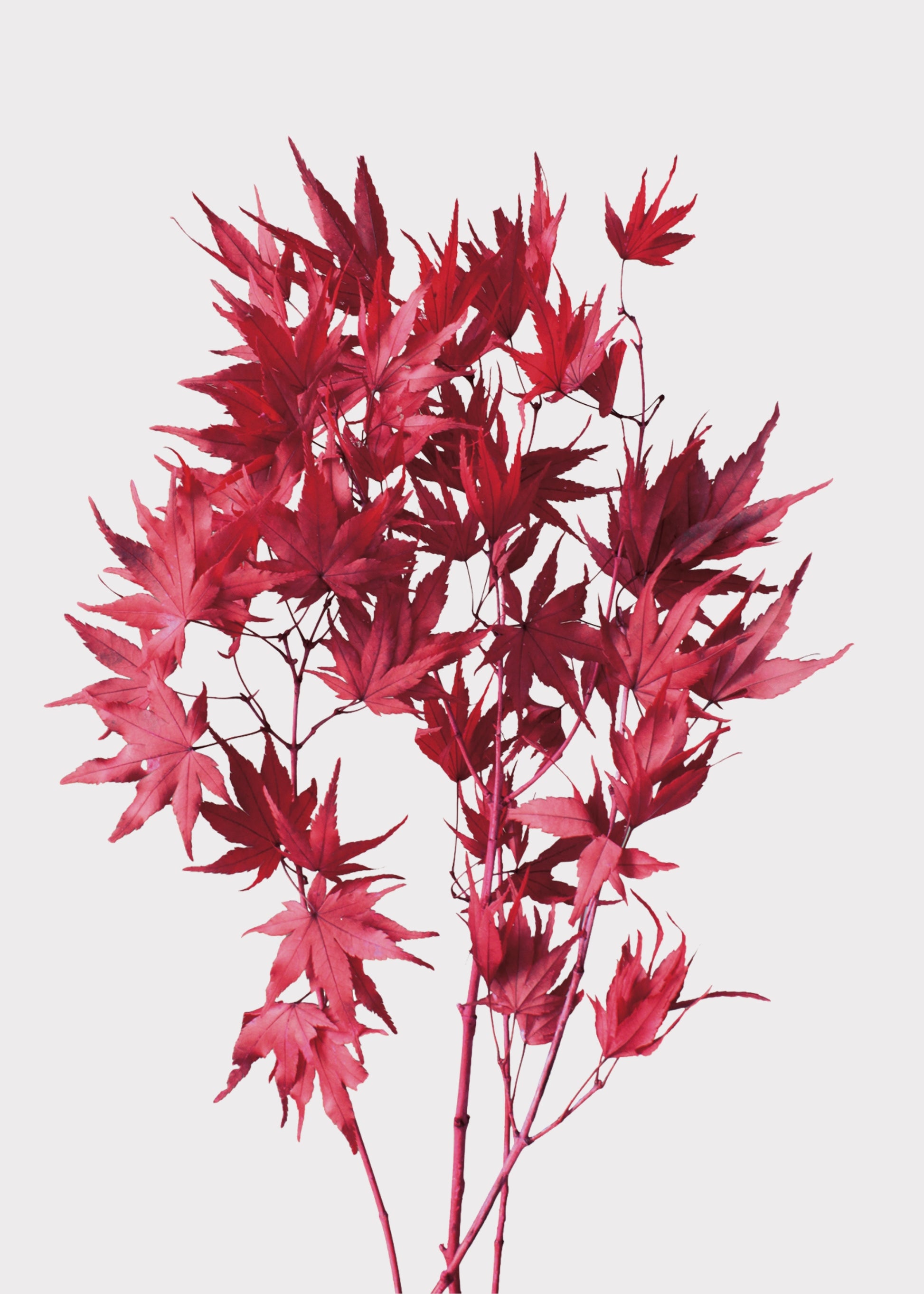 Preserved Japanese Maple Fall Leaf Bunch in Red 