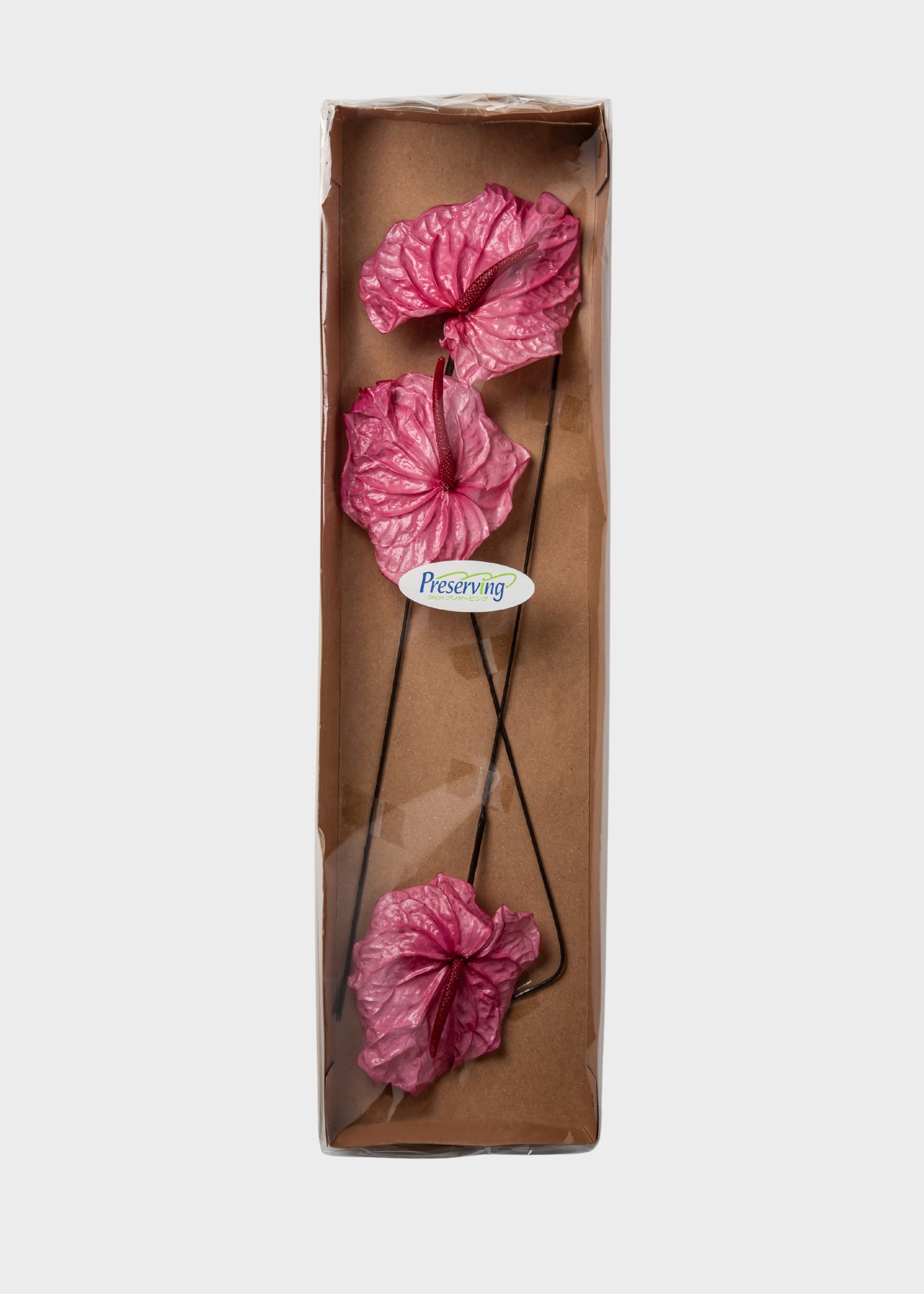 Box of 3 Preserved Anthurium Flowers in Pink