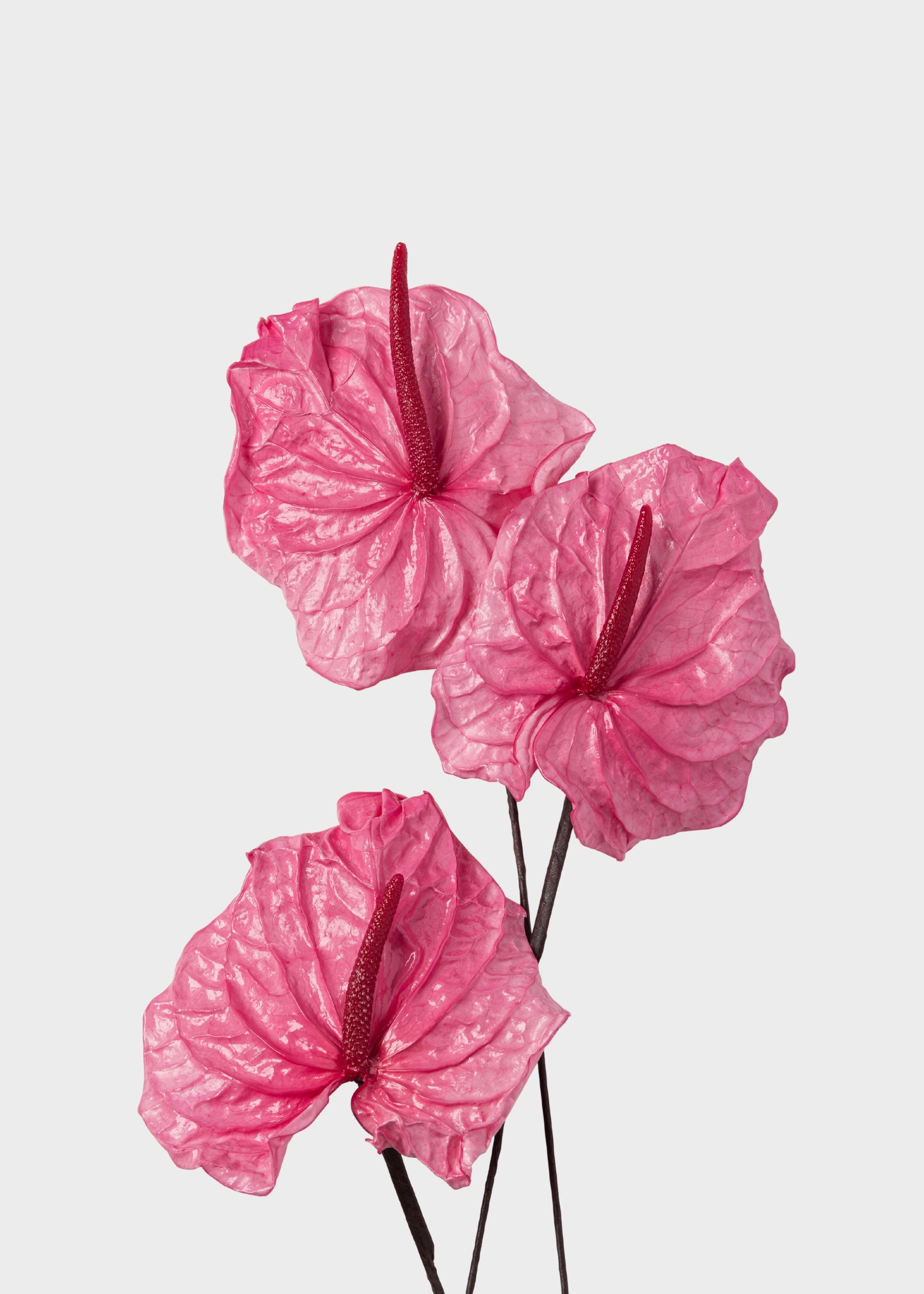 Preserved Anthurium Flowers in Pink