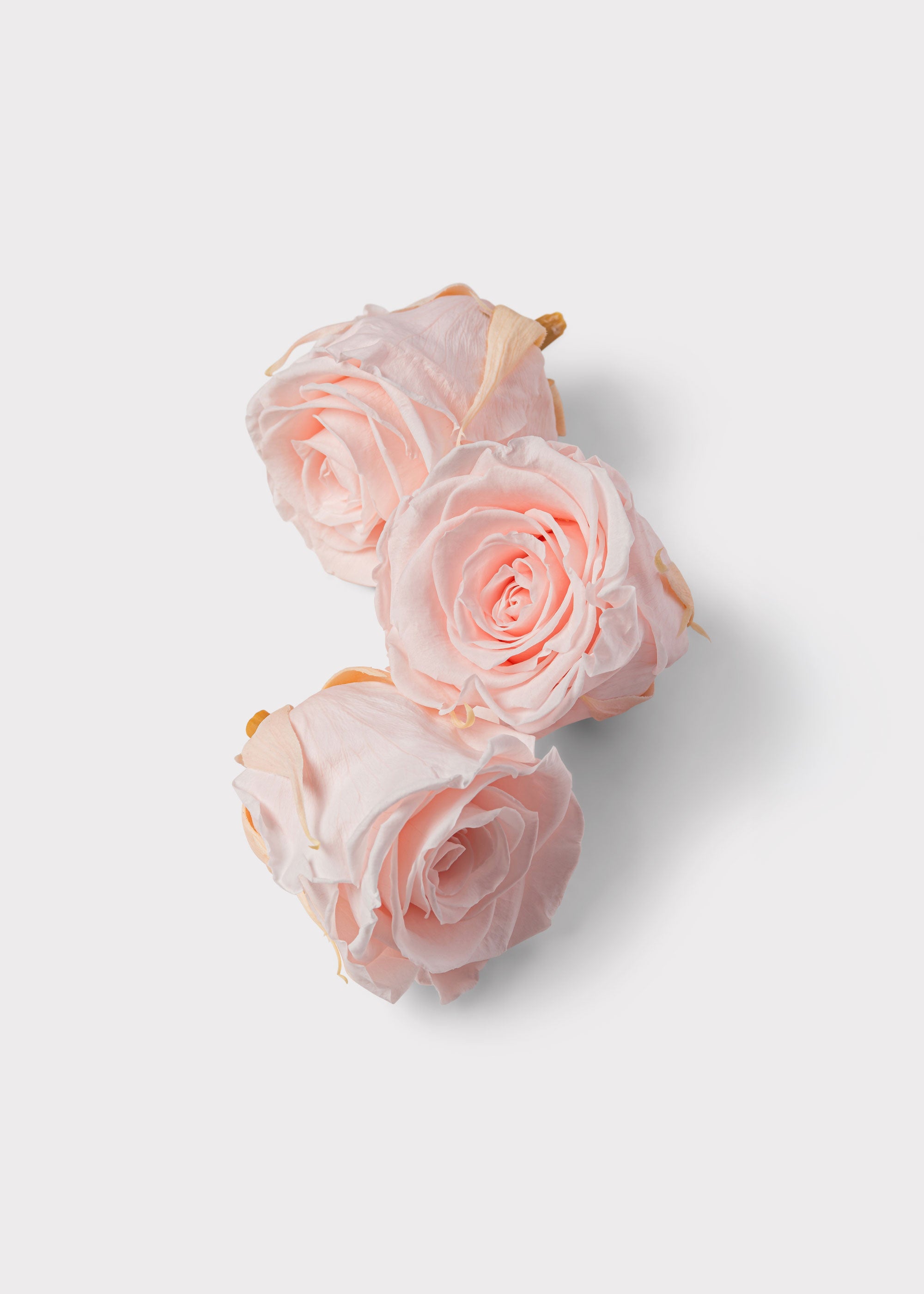 Box of 8 Pink Beige Preserved Rose Heads - 1.75-2