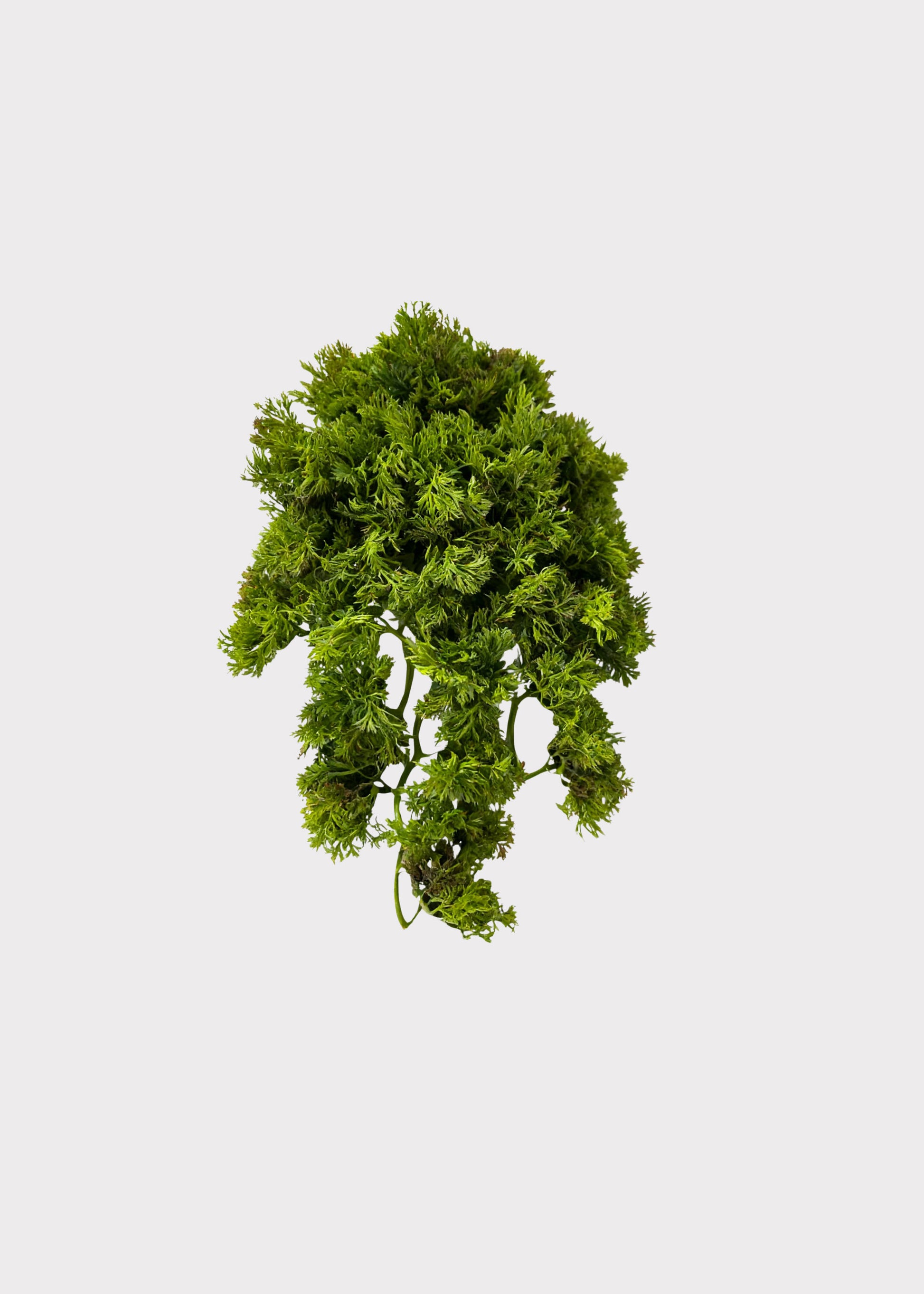 Artificial Moss Vine Hanging Bush