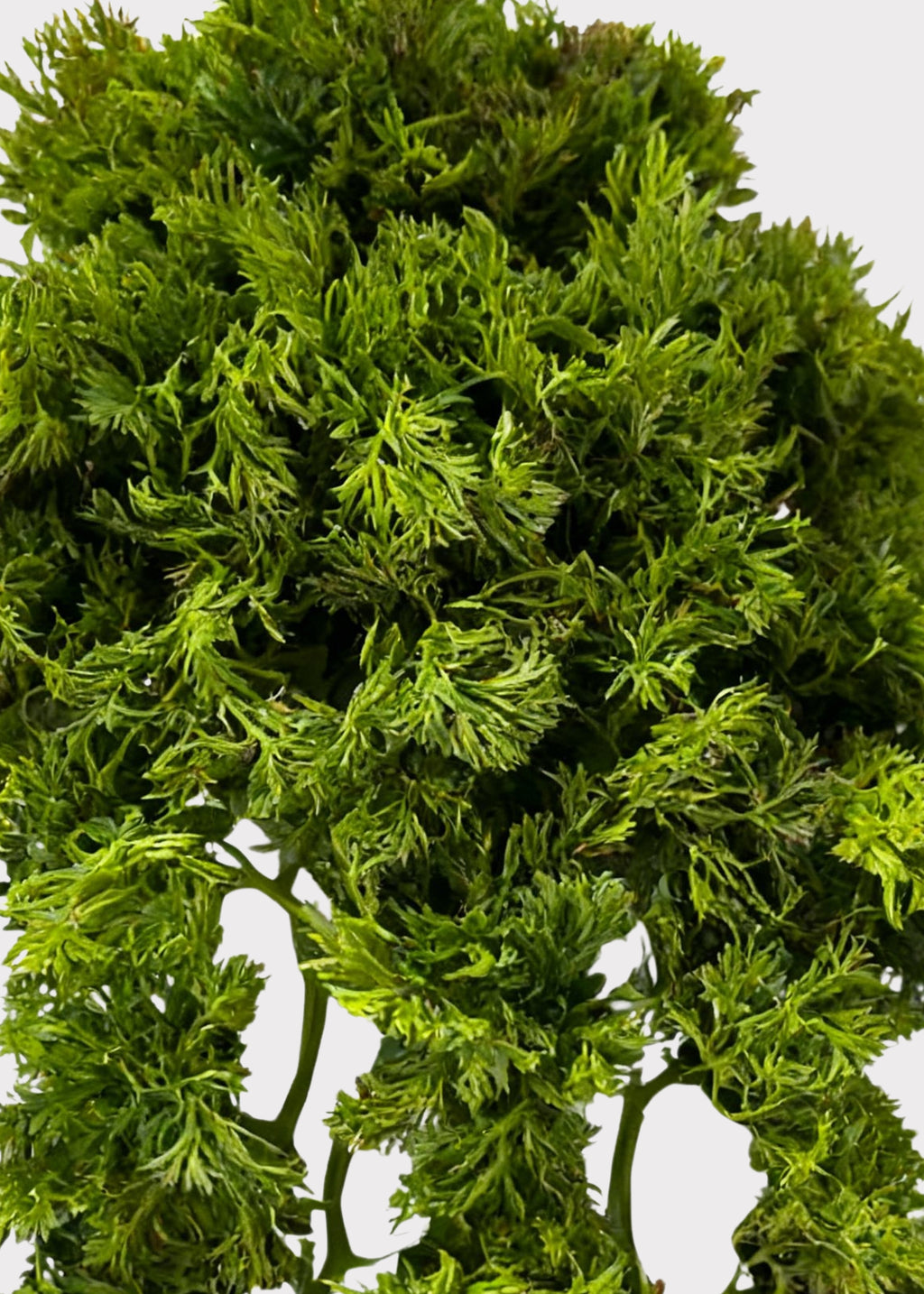 Close-up of a Moss Vine Hanging Bush