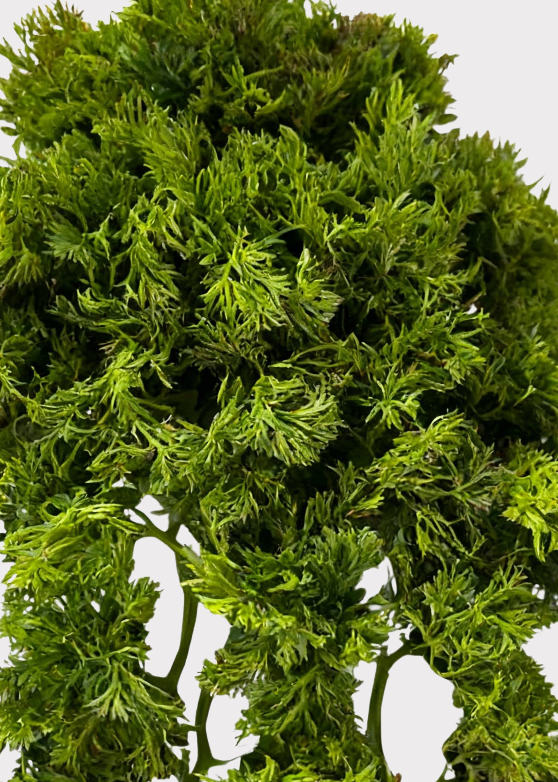 Close-up of a Moss Vine Hanging Bush