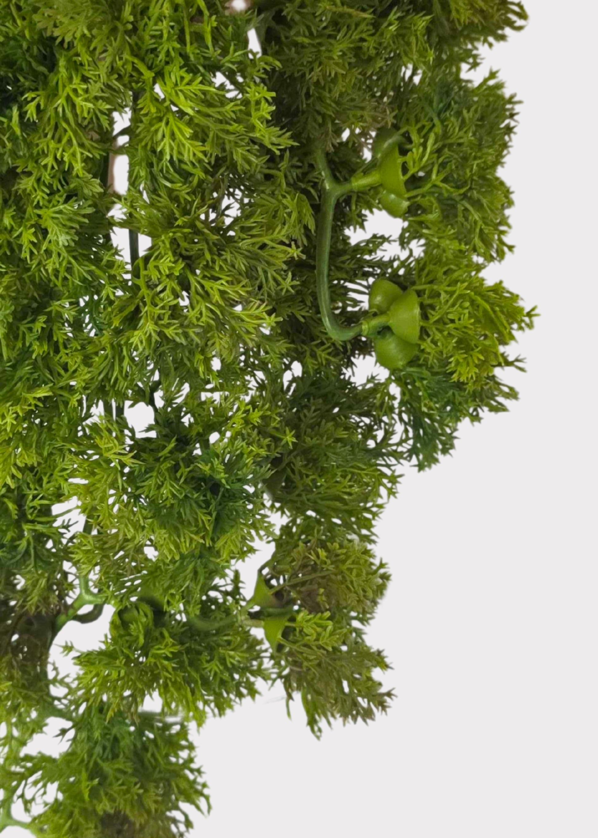 Close-up of Moss Hanging Bush