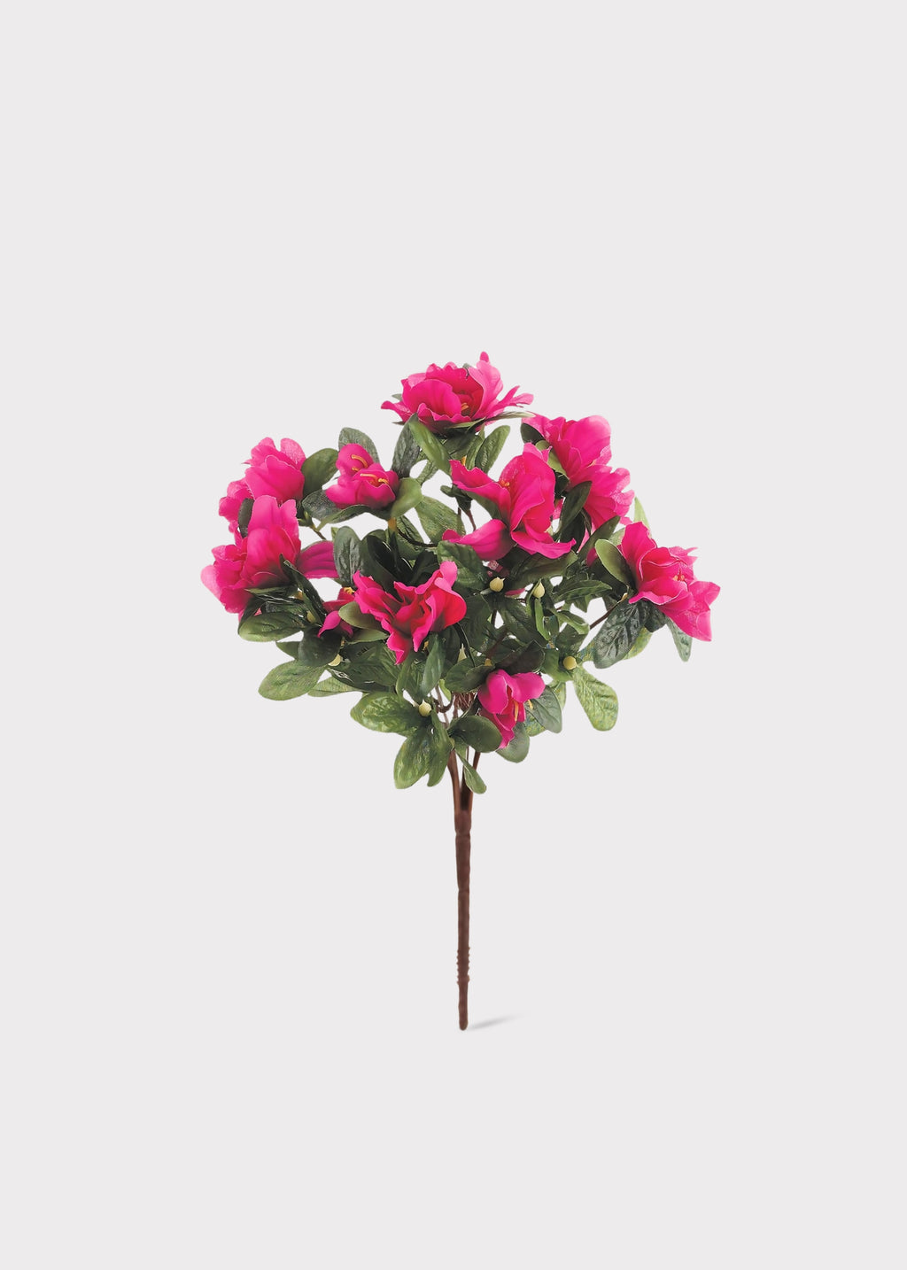 Azalea Flower Bush in Fuchsia