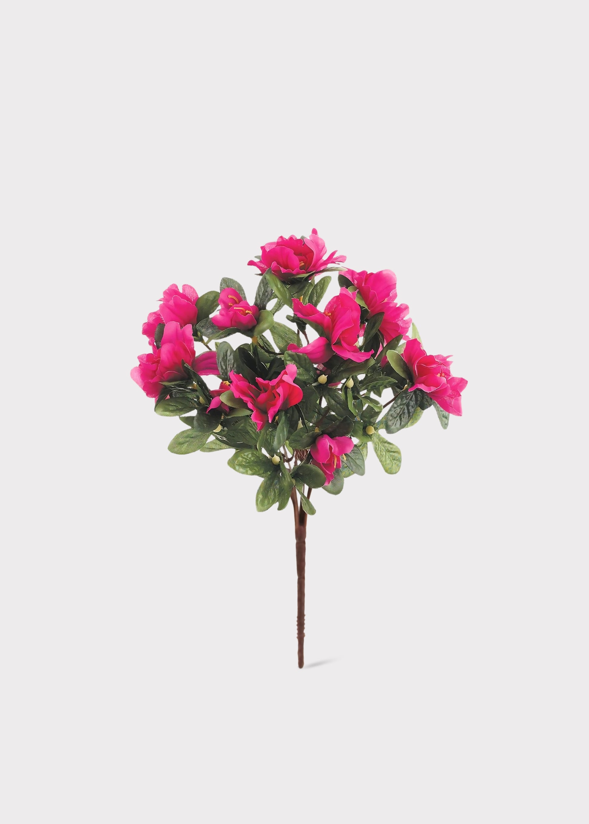 Azalea Flower Bush in Fuchsia