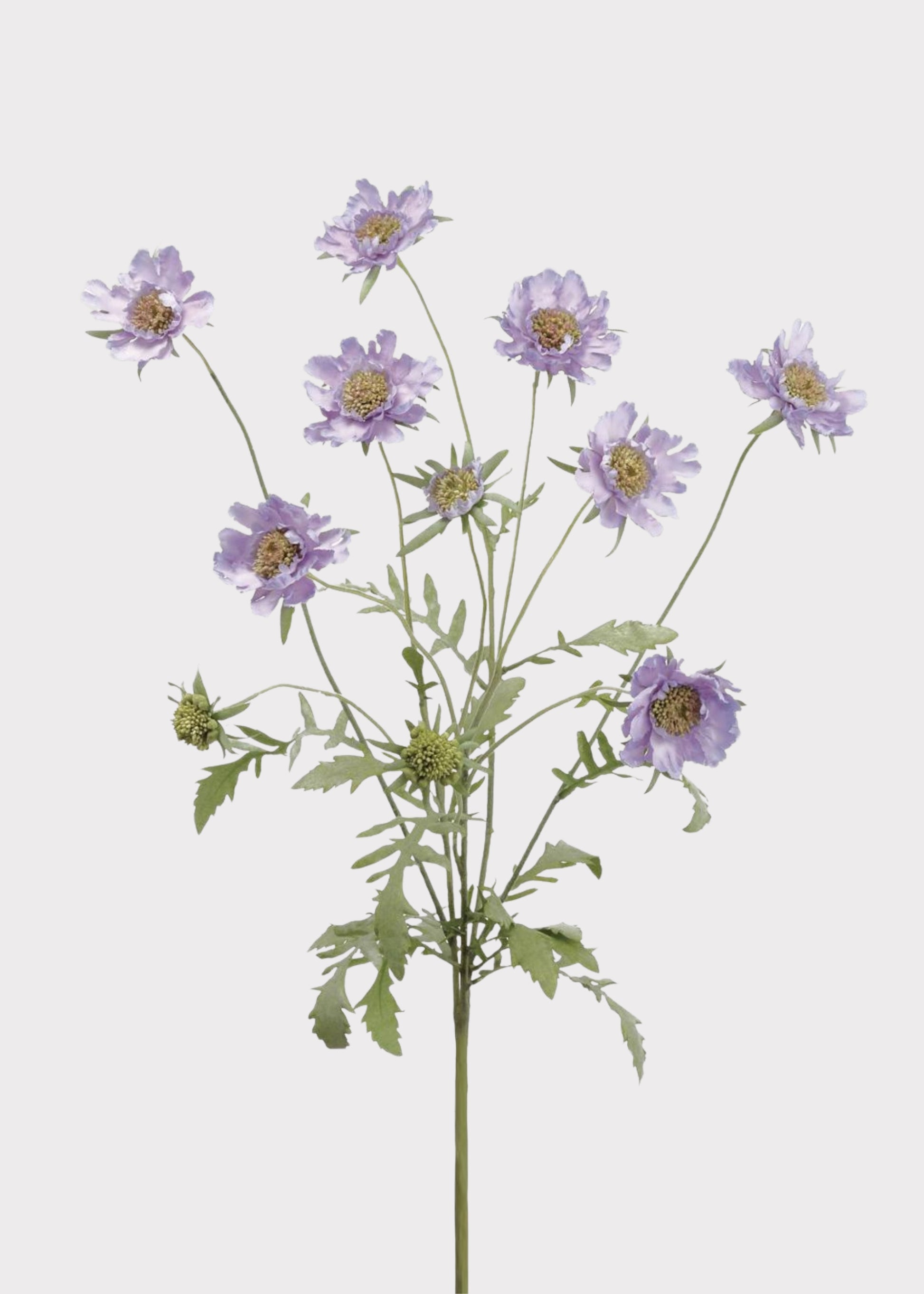  Purple Fake Scabiosa Bush