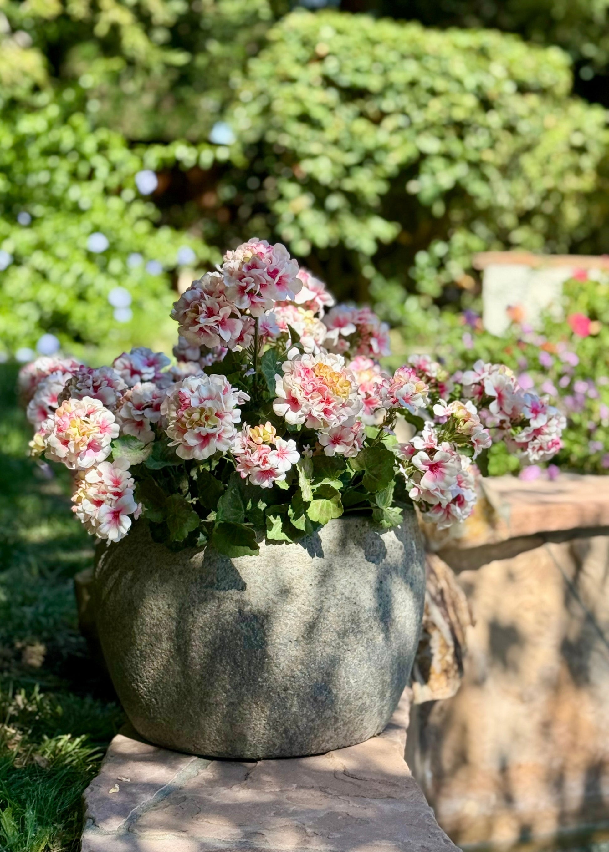 Styled Pink Geraniums Outdoors