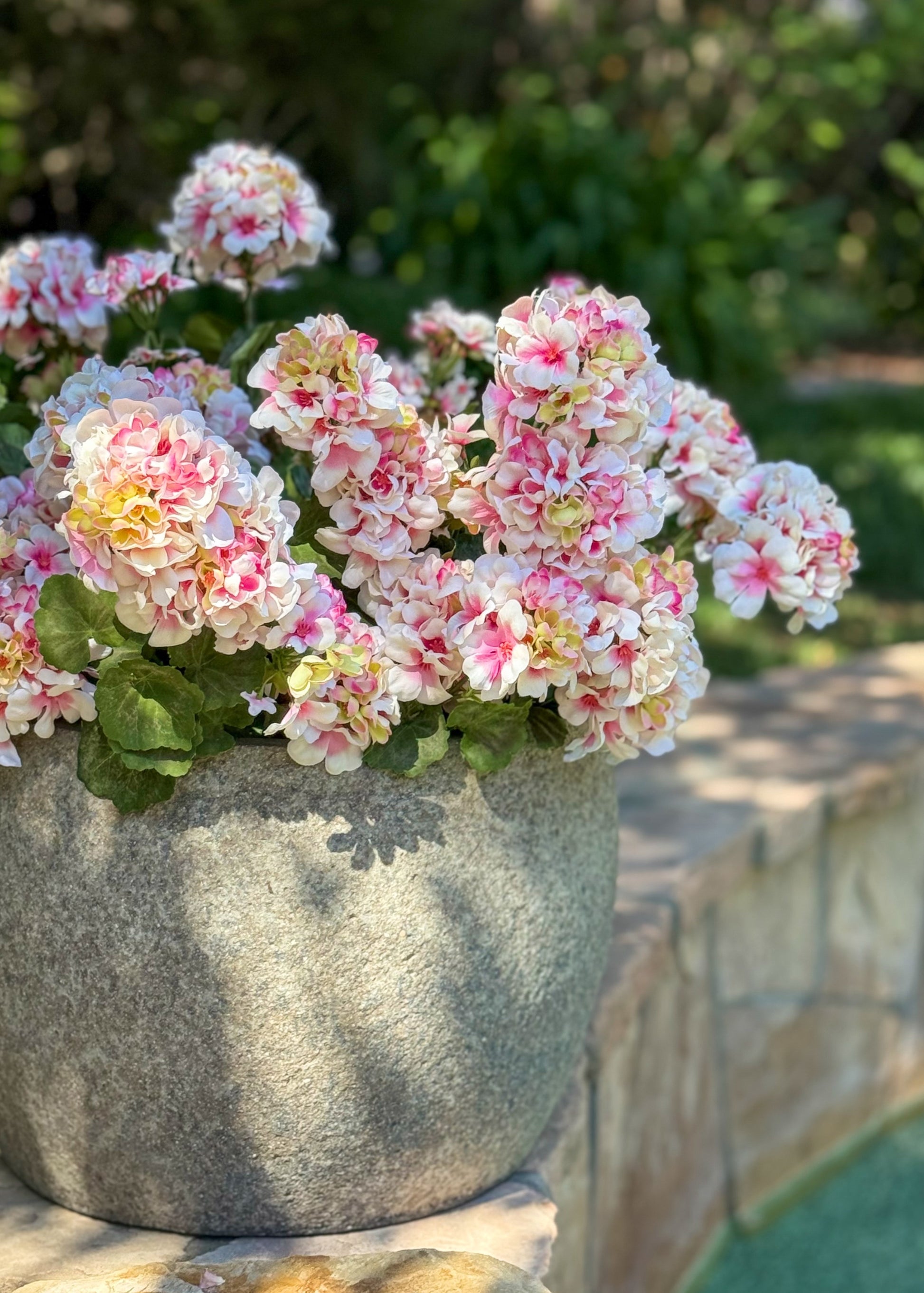 Pink Geraniums Outdoors