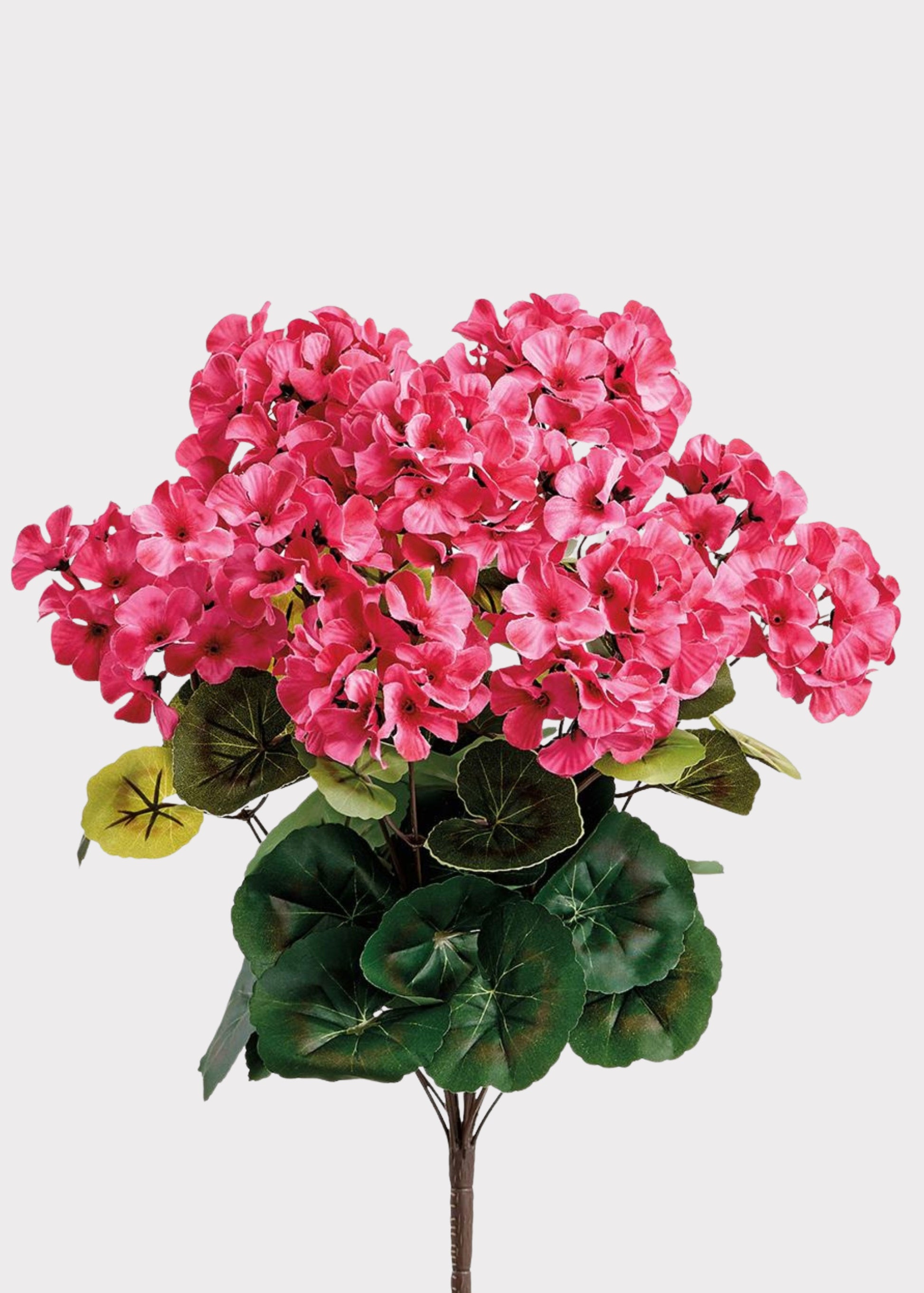 Fuchsia Fake Geraniums