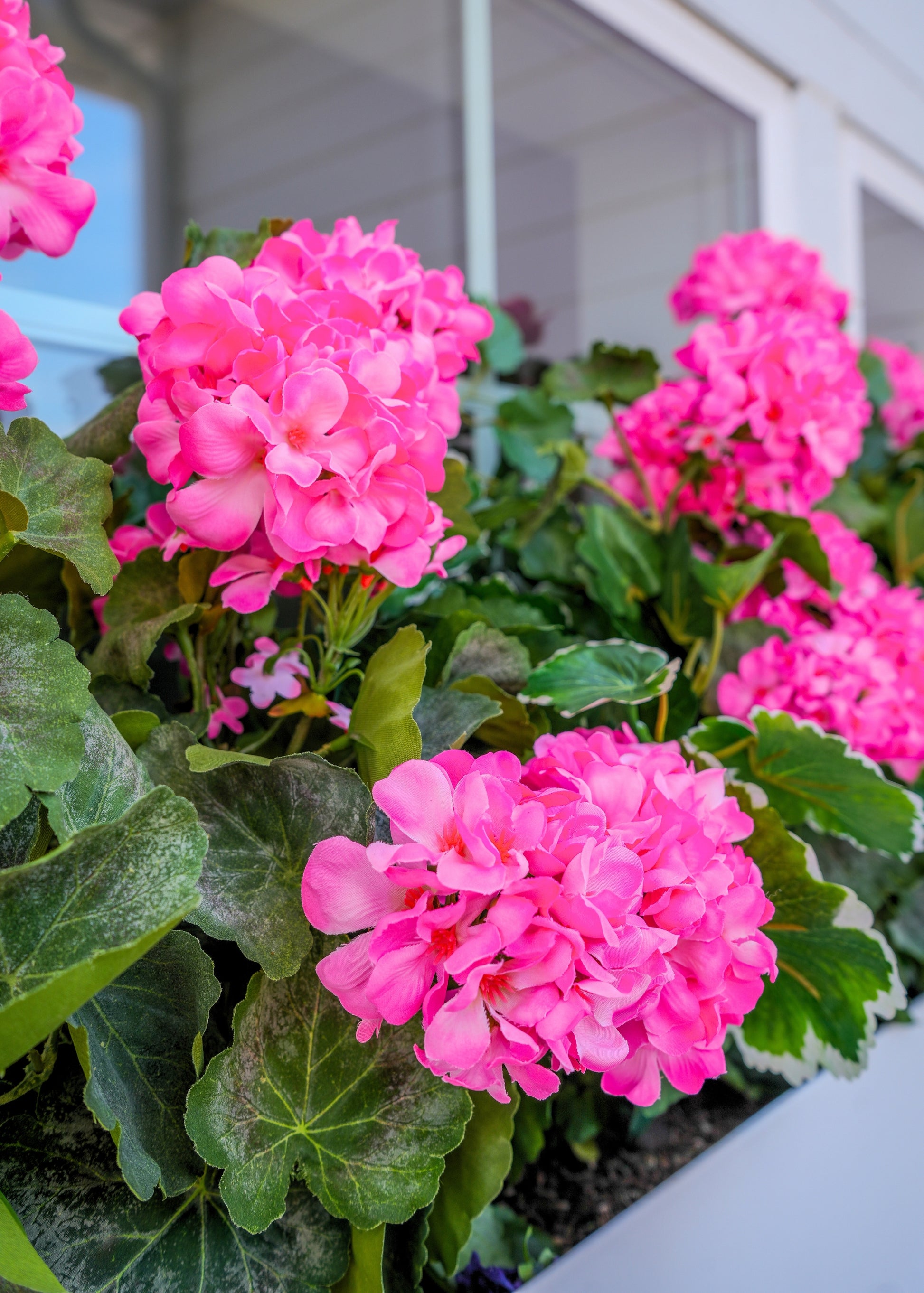 are geraniums indoor or outdoor plants Pink Fake Geranium Indoor/Outdoor Water Resistant Bush