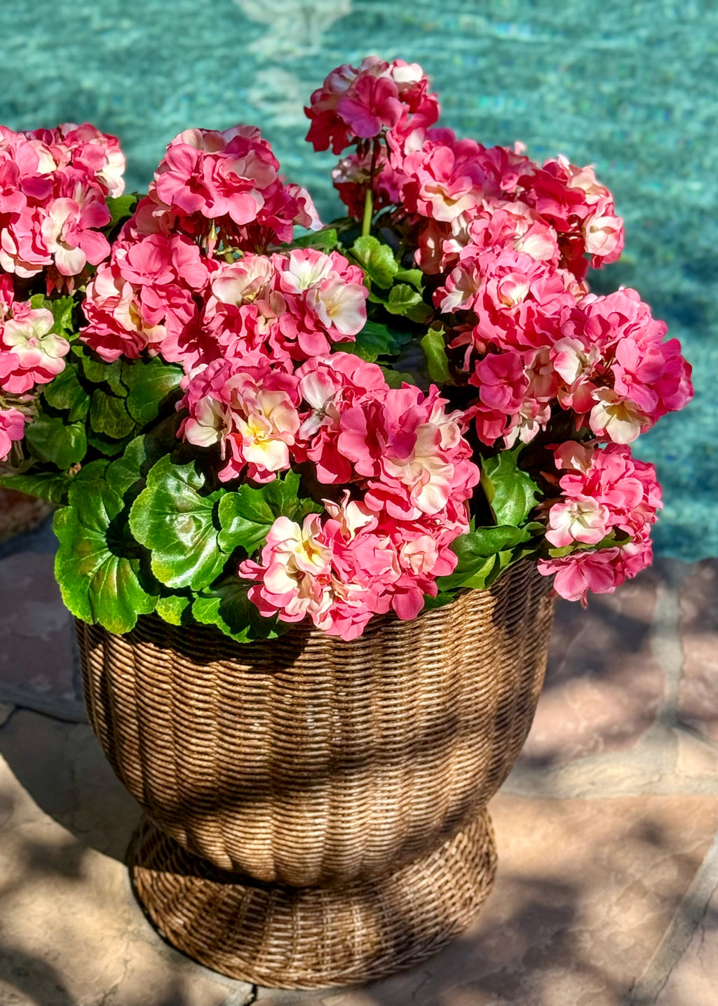 Dark Pink Water Resistant Geraniums