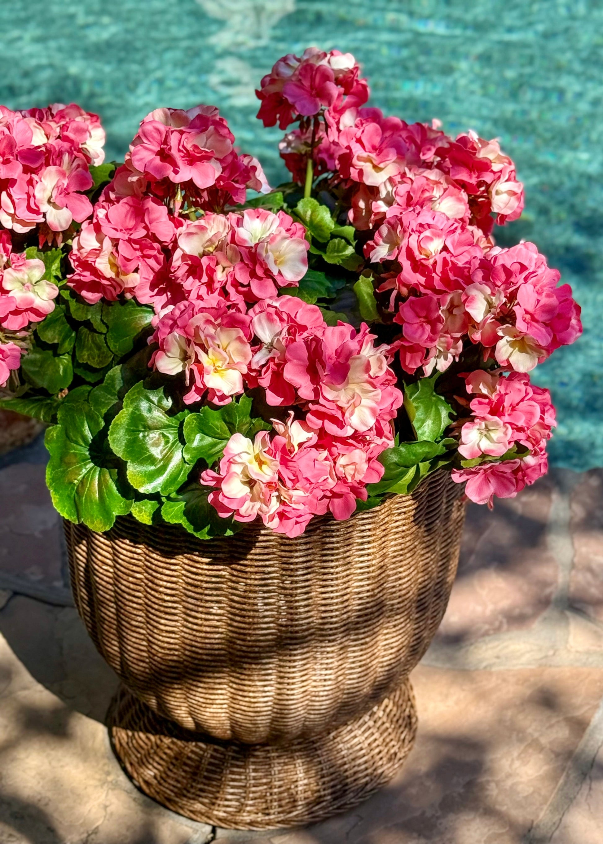 Dark Pink Water Resistant Geraniums