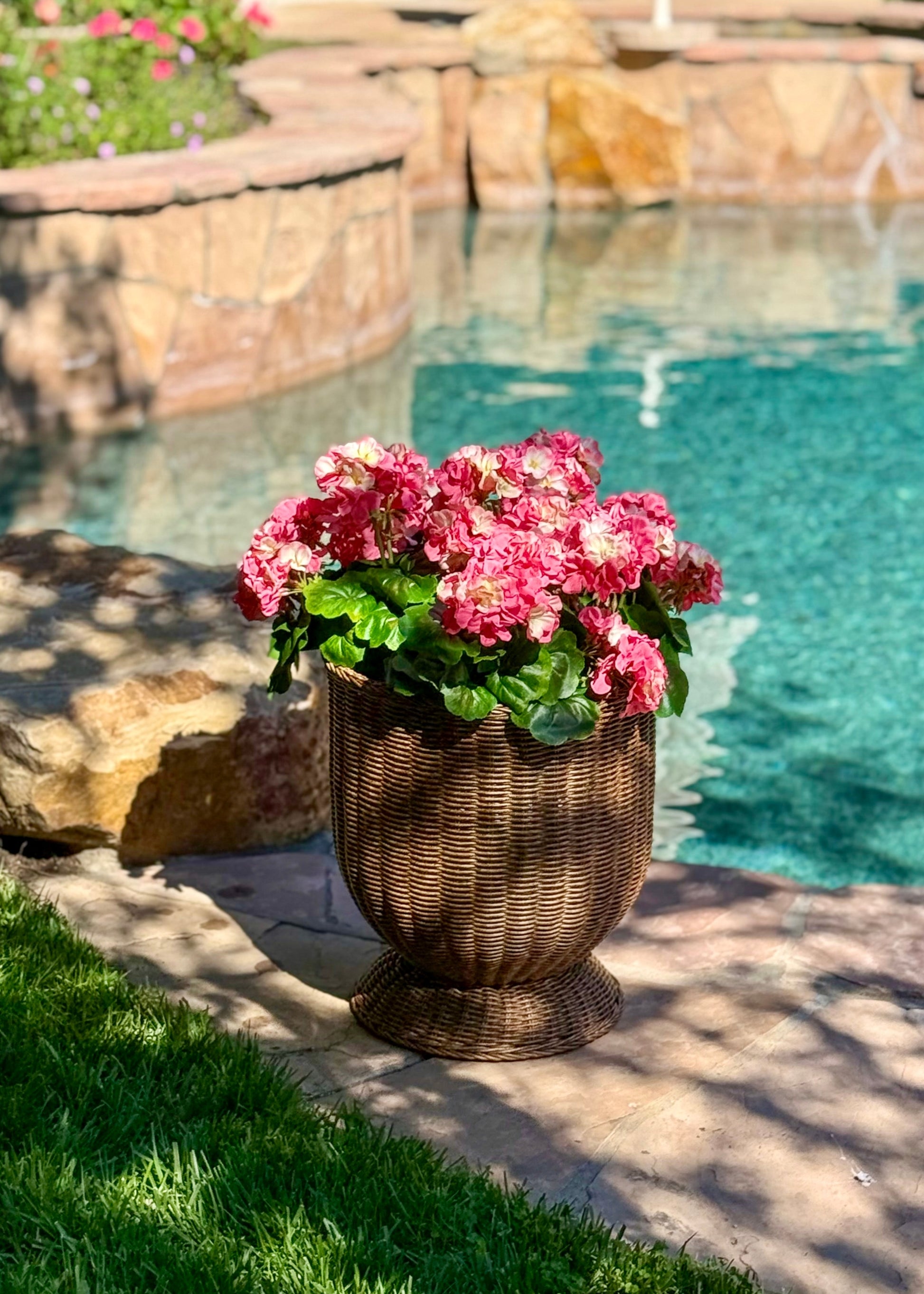 Water Resistant Geranium Bushes in Pink 