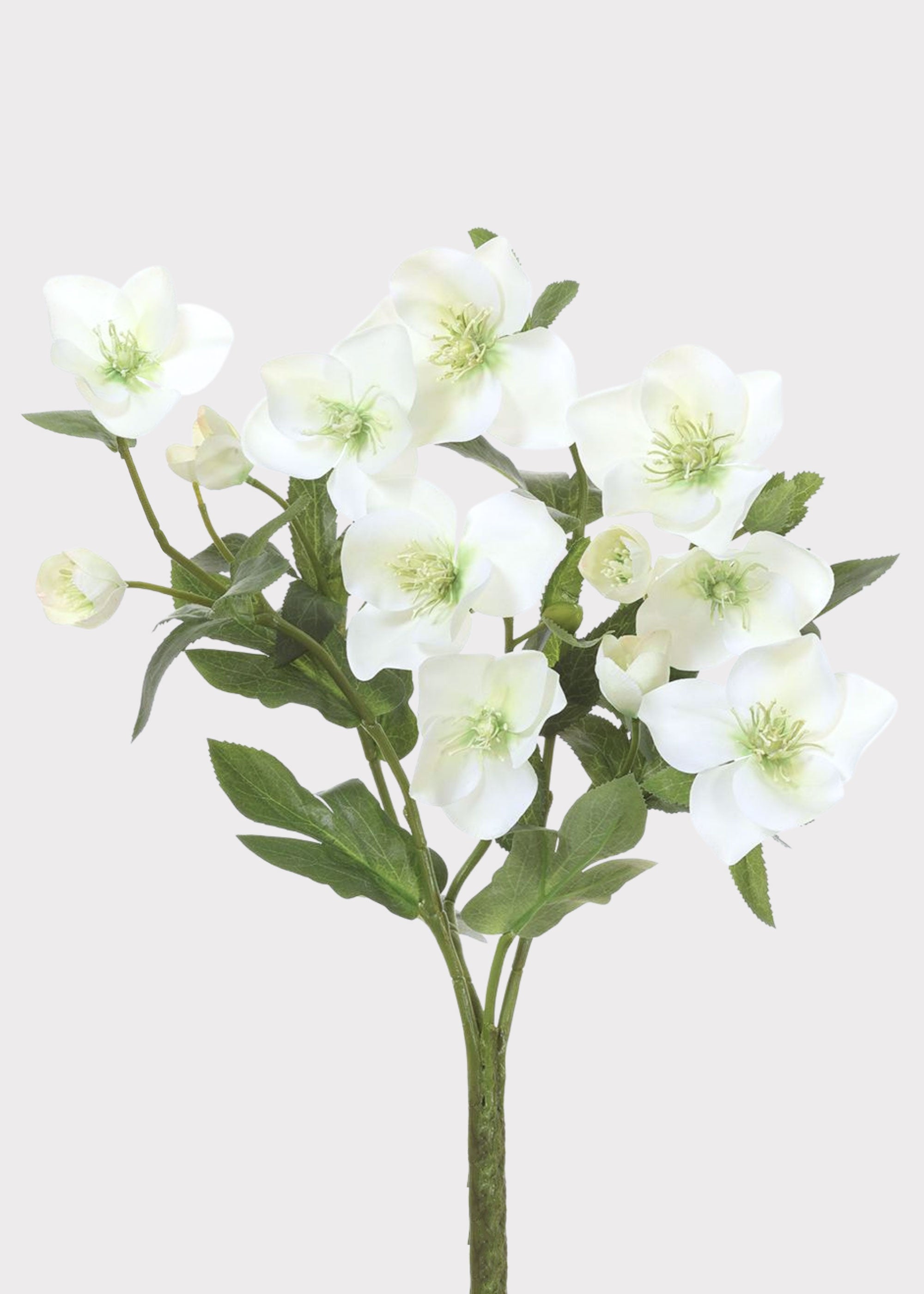 Cream Green Helleborus Bush | Realistic Artificial Flowers | Afloral