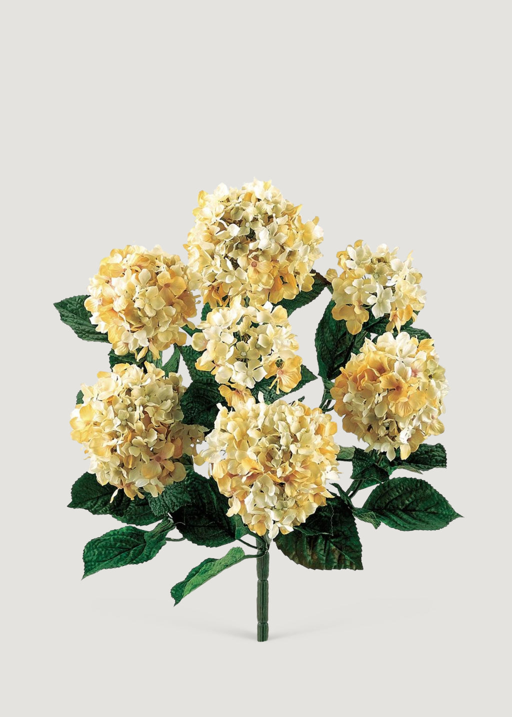 Beige Hydrangea Flower Bush