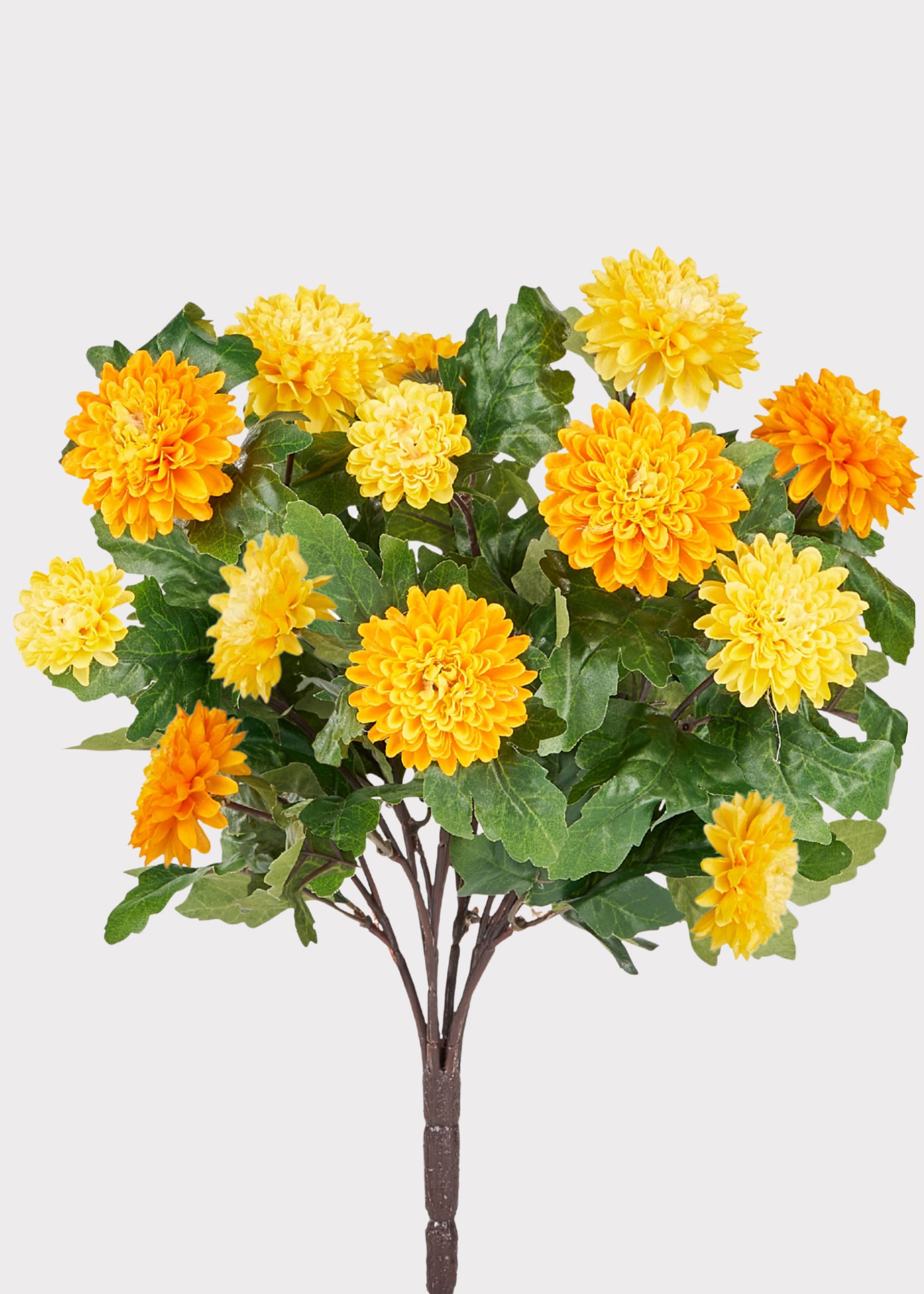 Yellow and Orange Mums