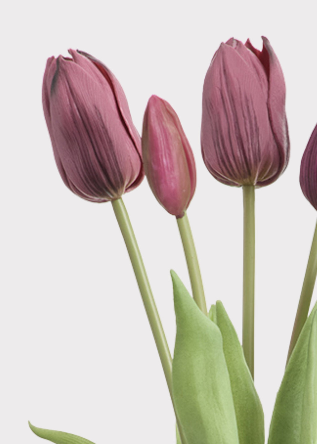 Close-up of Plum Purple Real Touch Tulips
