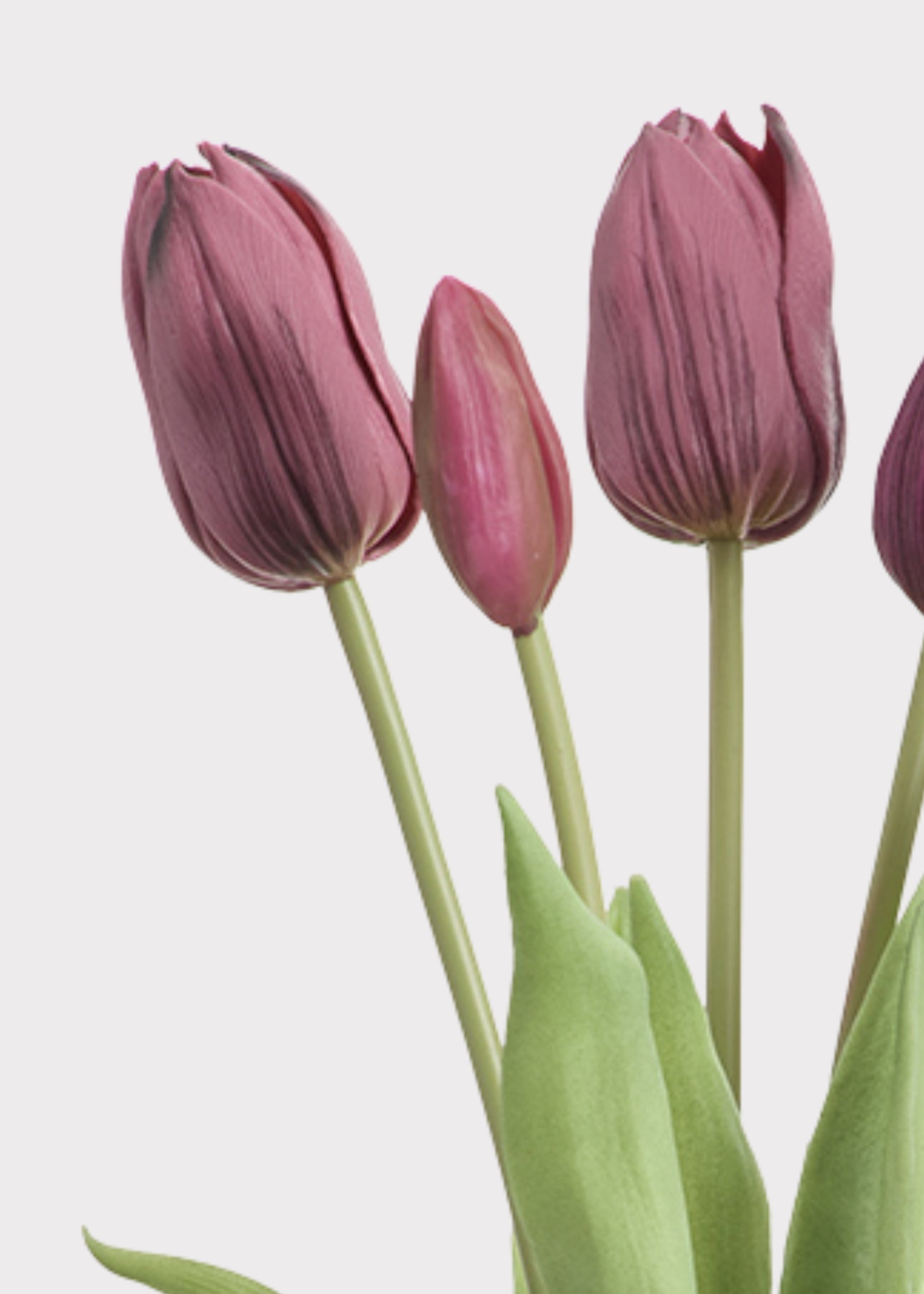 Close-up of Plum Purple Real Touch Tulips