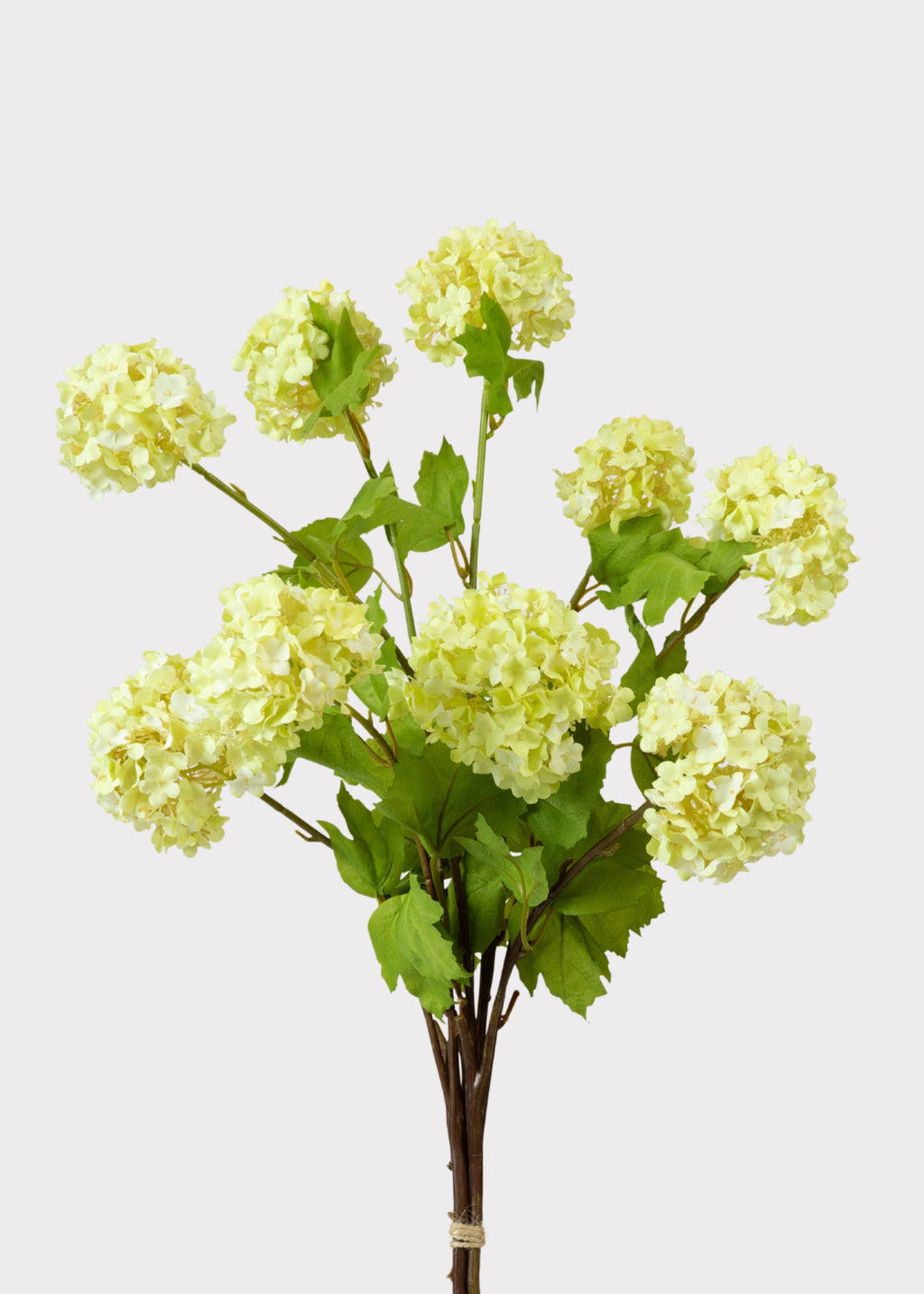 Bouquet of Green Snowball Flowers