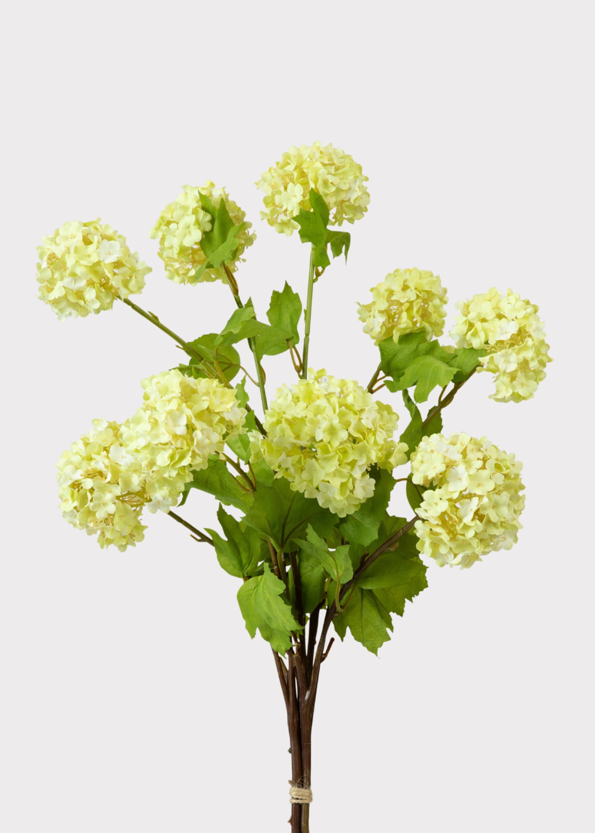 Bouquet of Green Snowball Flowers