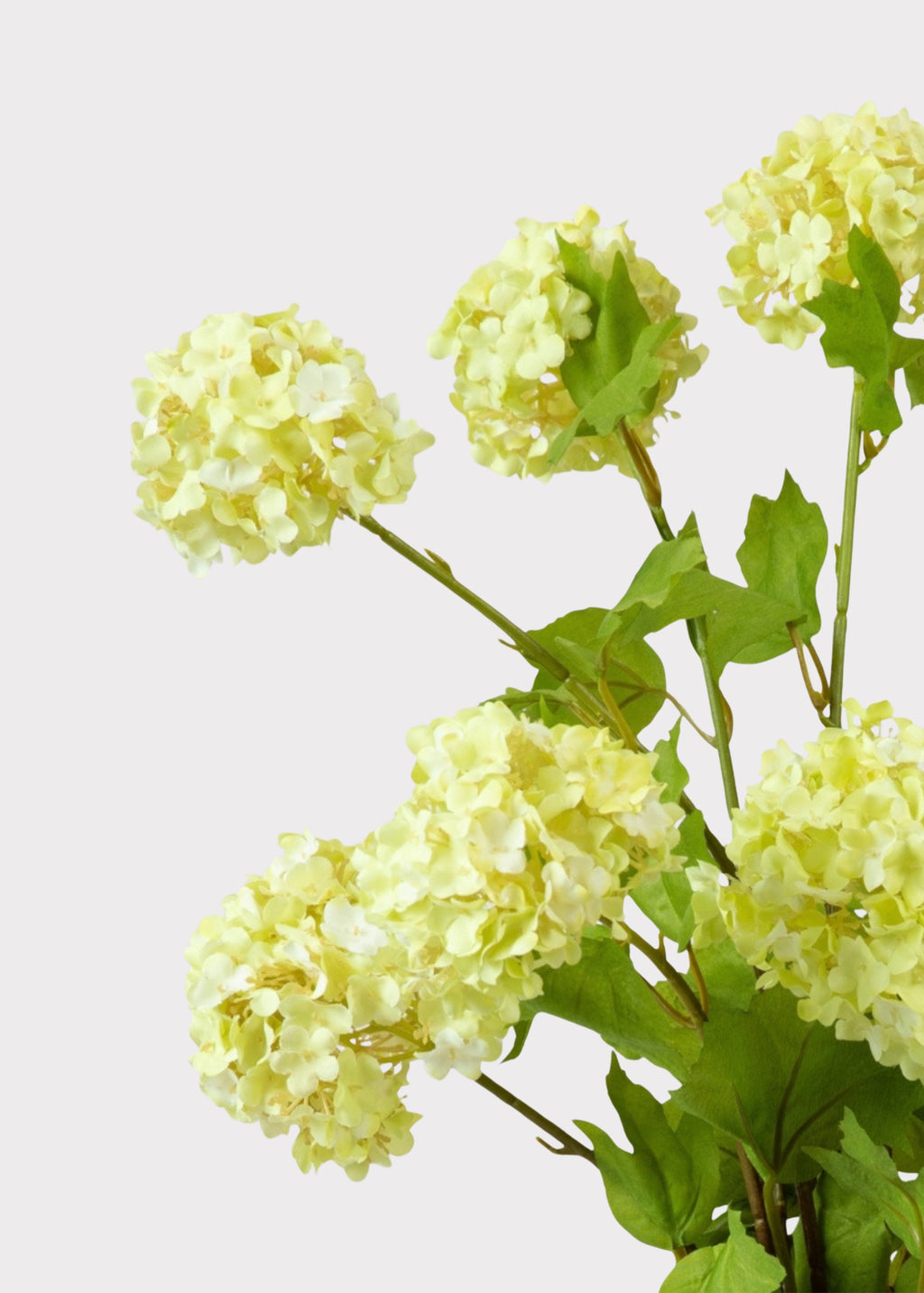 Green Snowball Flowers