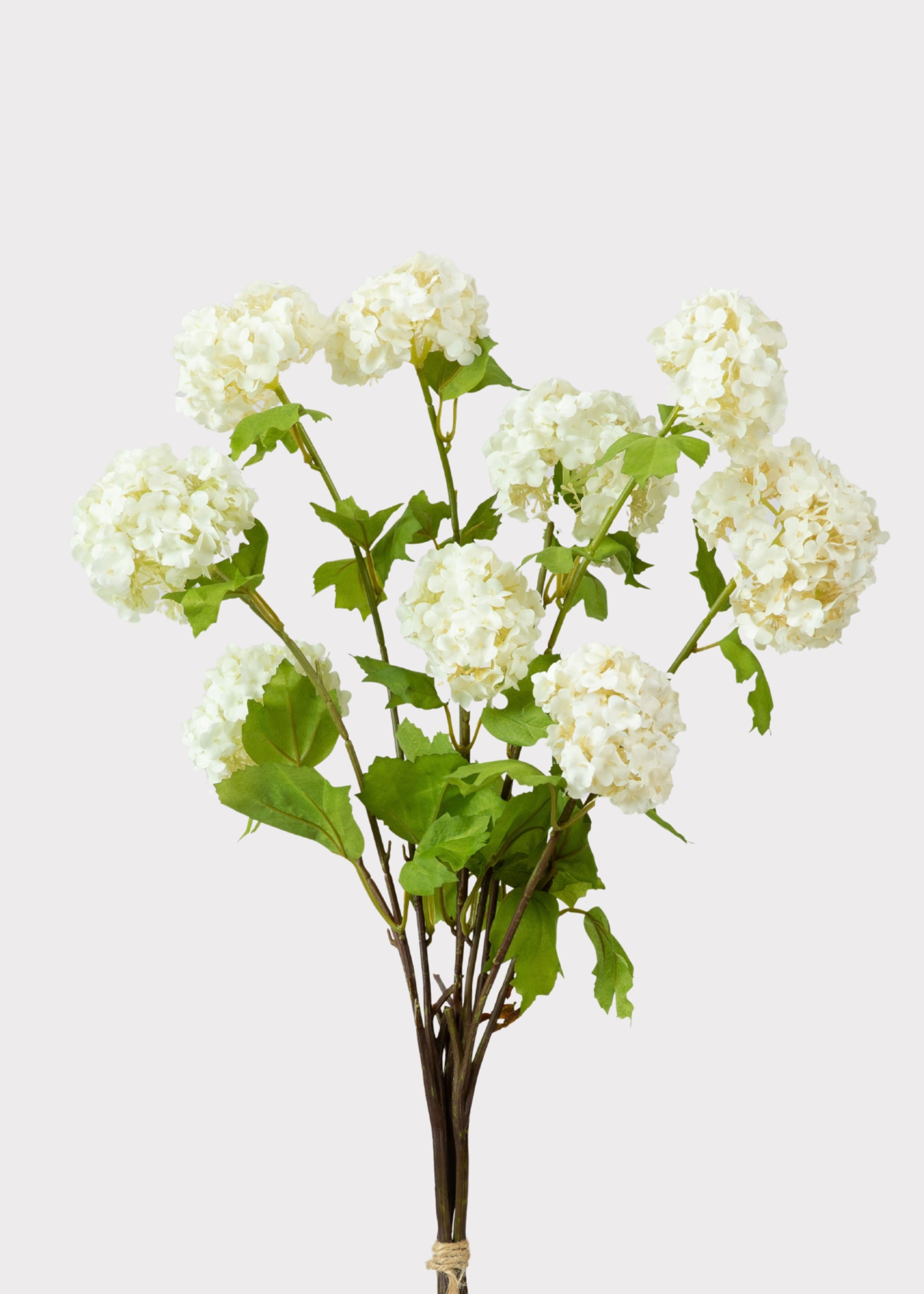Bouquet of white snowball flowers