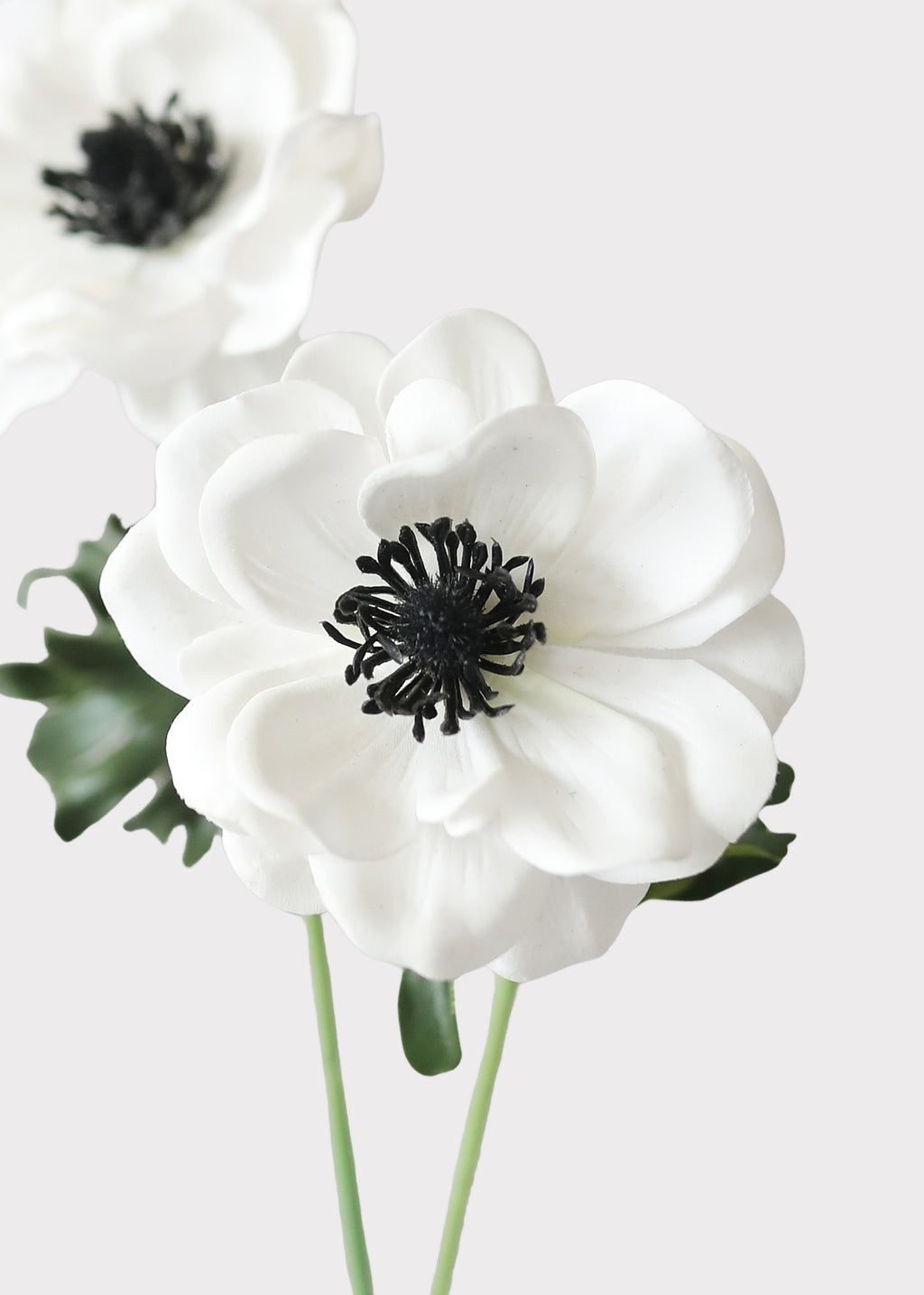 Close-up of Faux White Anemone