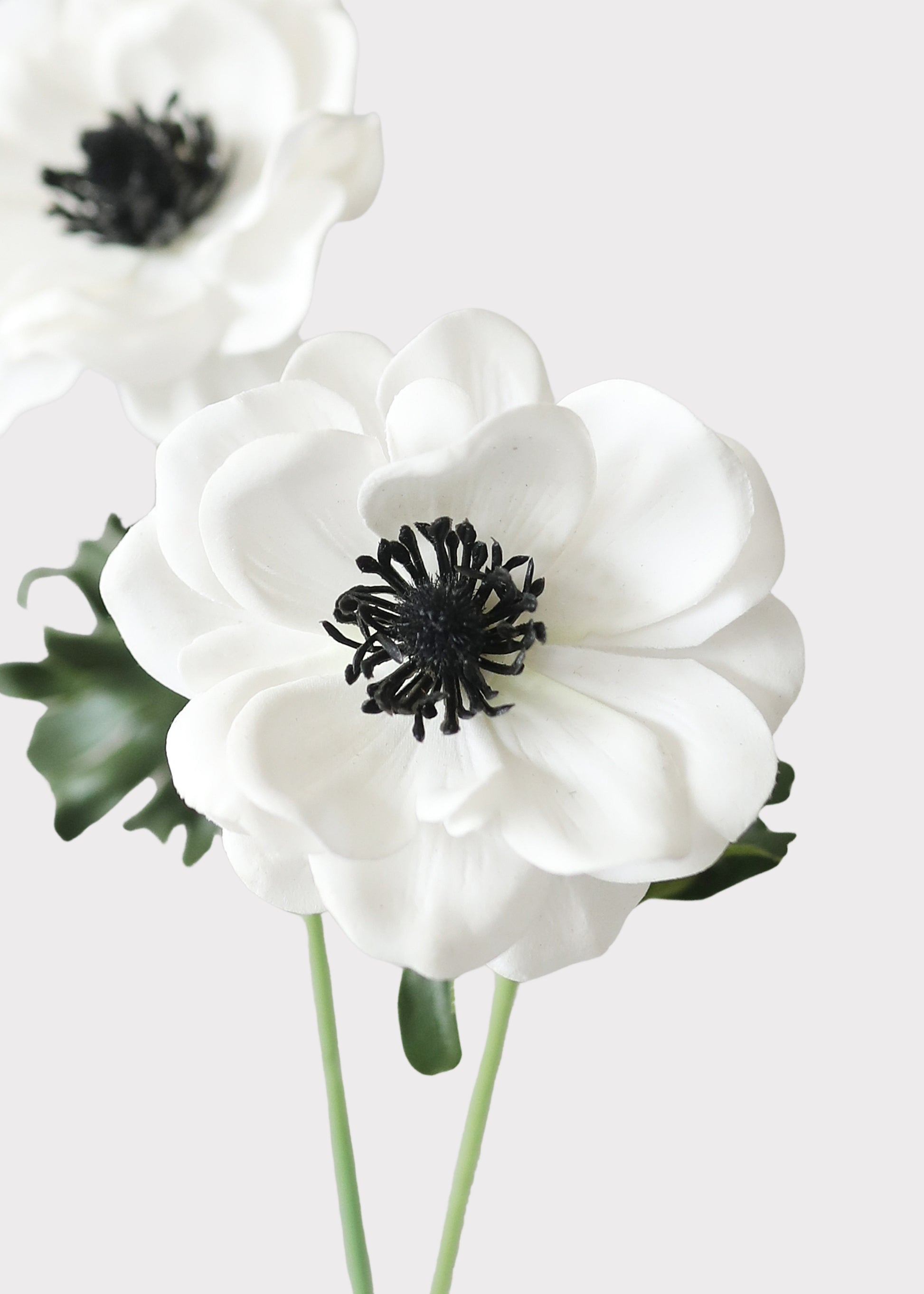 Close-up of Faux White Anemone