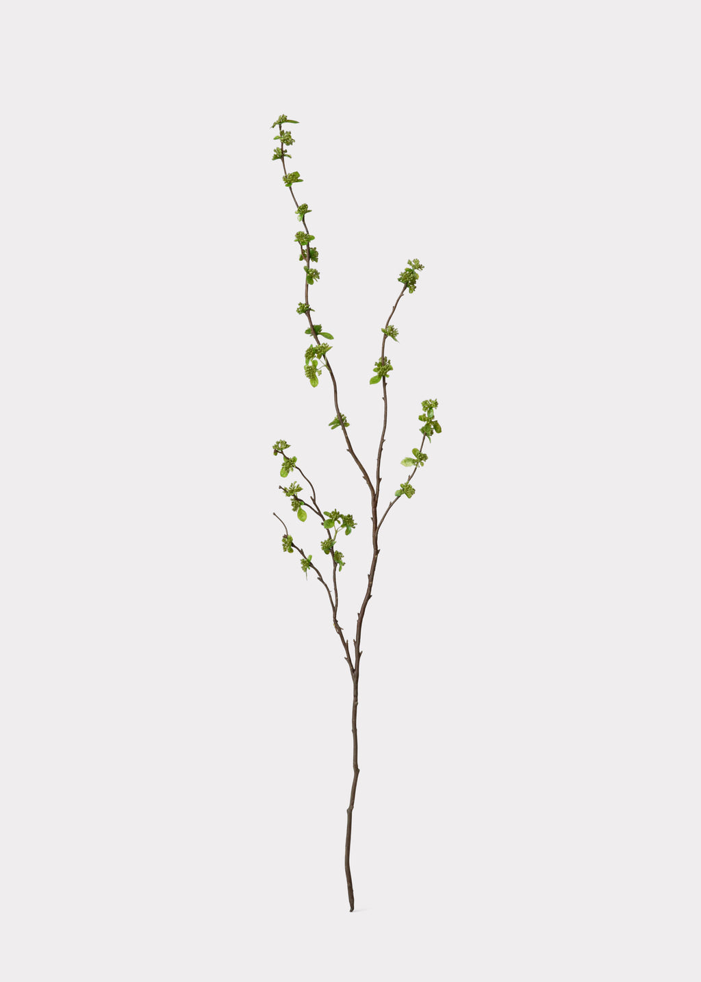 Green Budding Branch