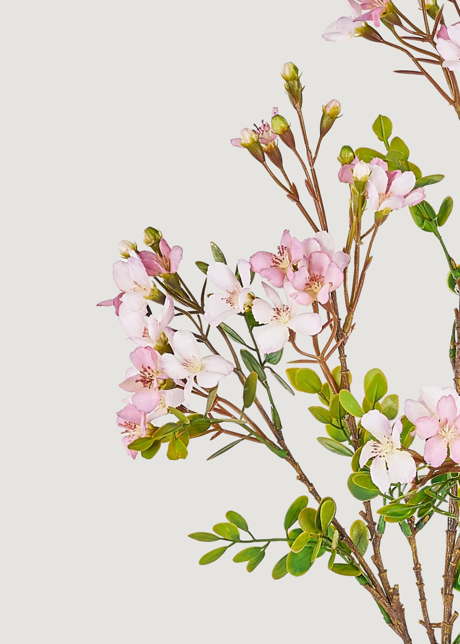 Close-up of lavendar blossoms
