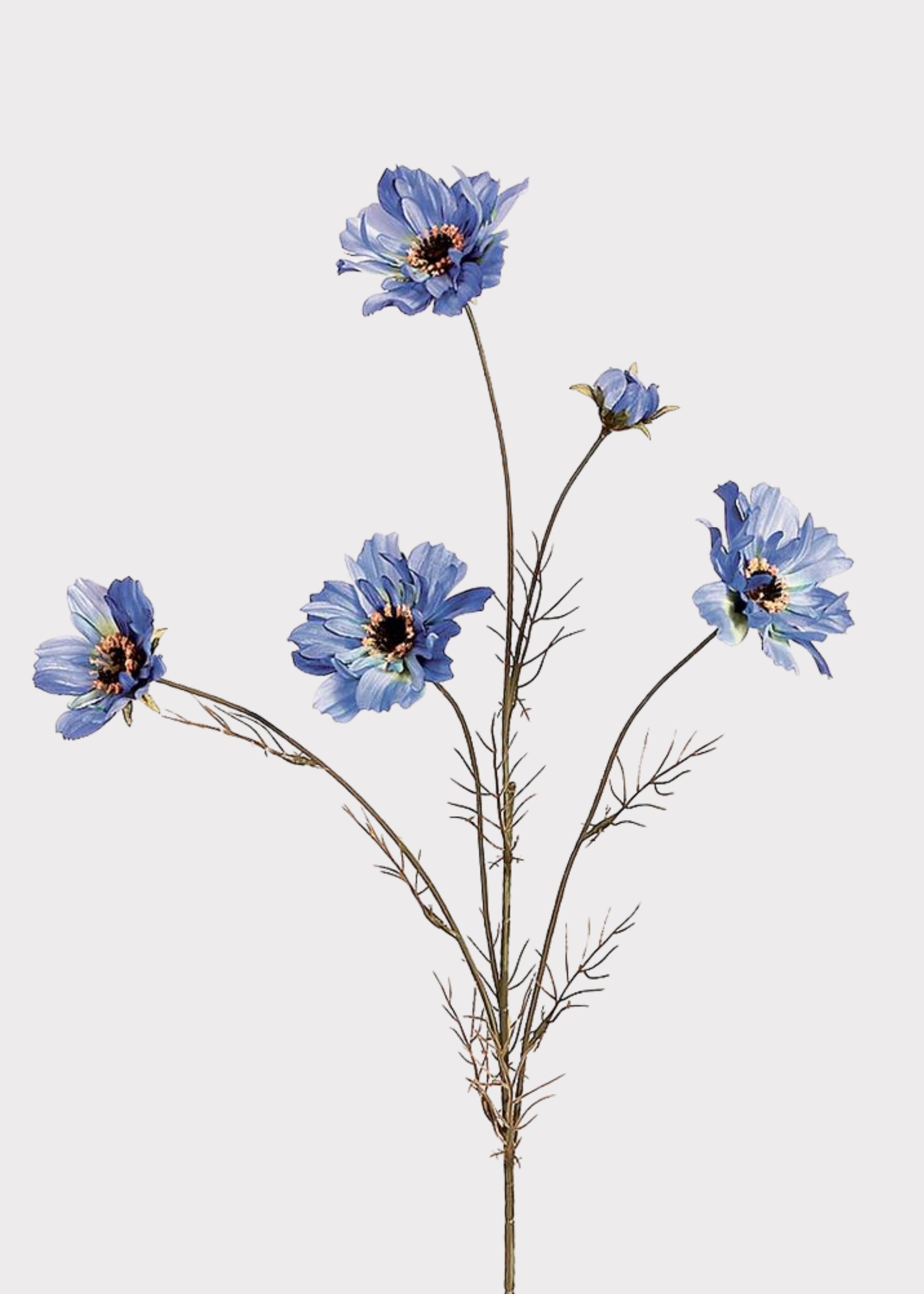 Cosmos Daisy Flower Spray in Blue