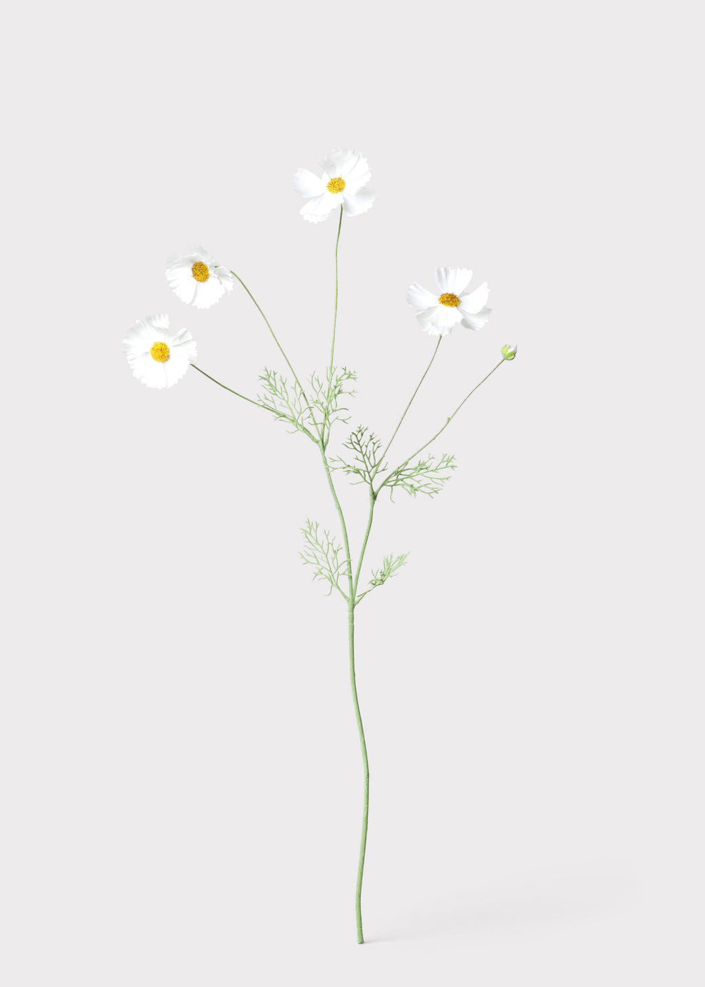 Faux Cosmos in White