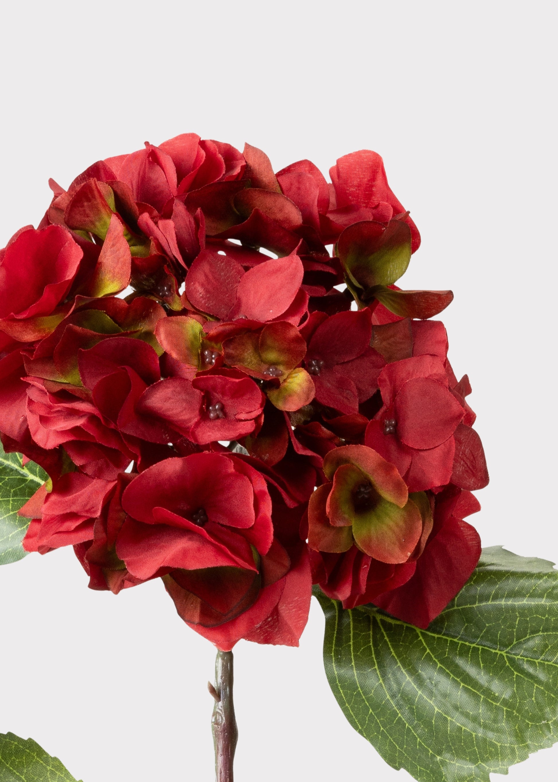 Close-up of Fake Red Hydrangea