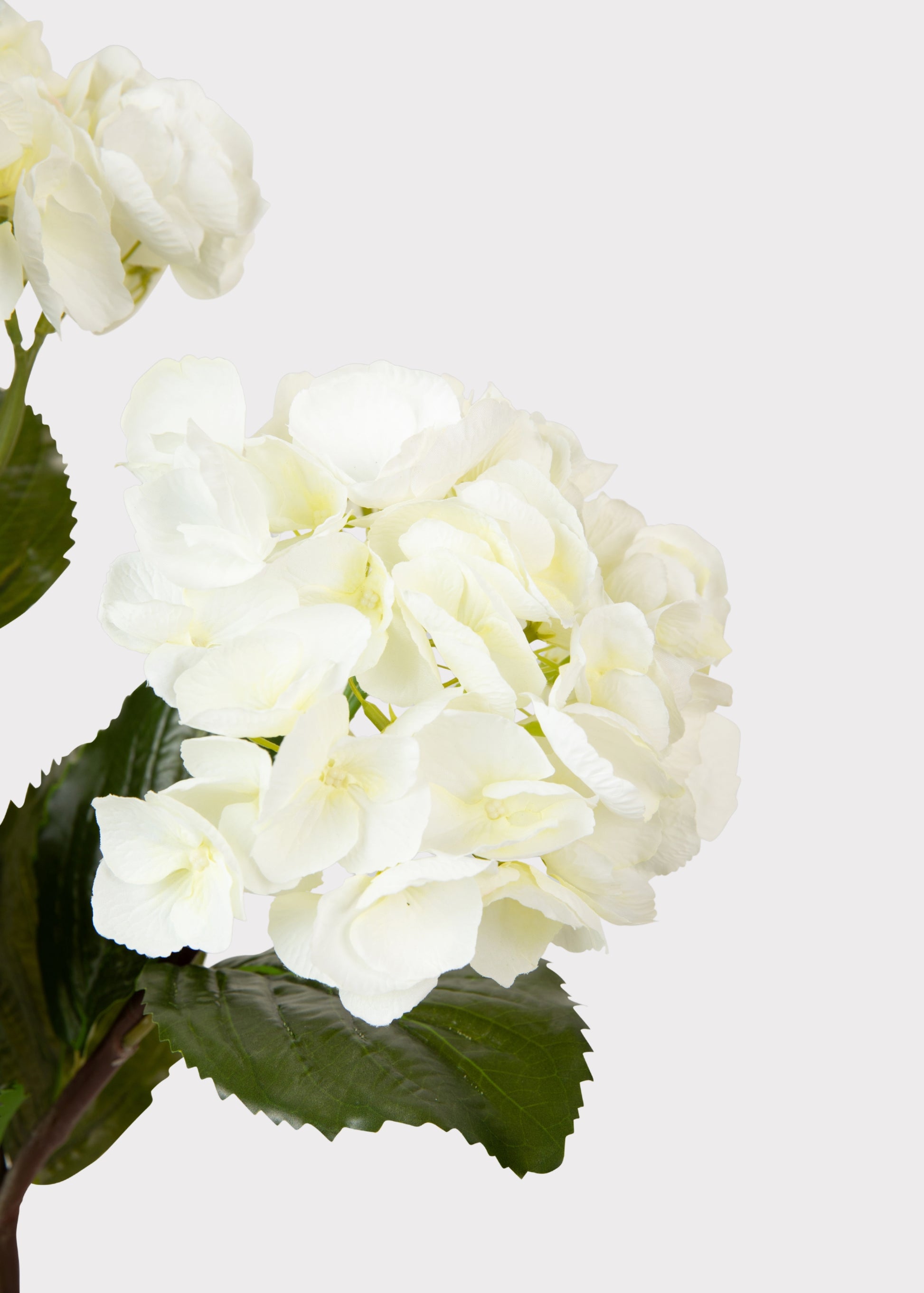 Close-up of Cream White Hydrangea 
