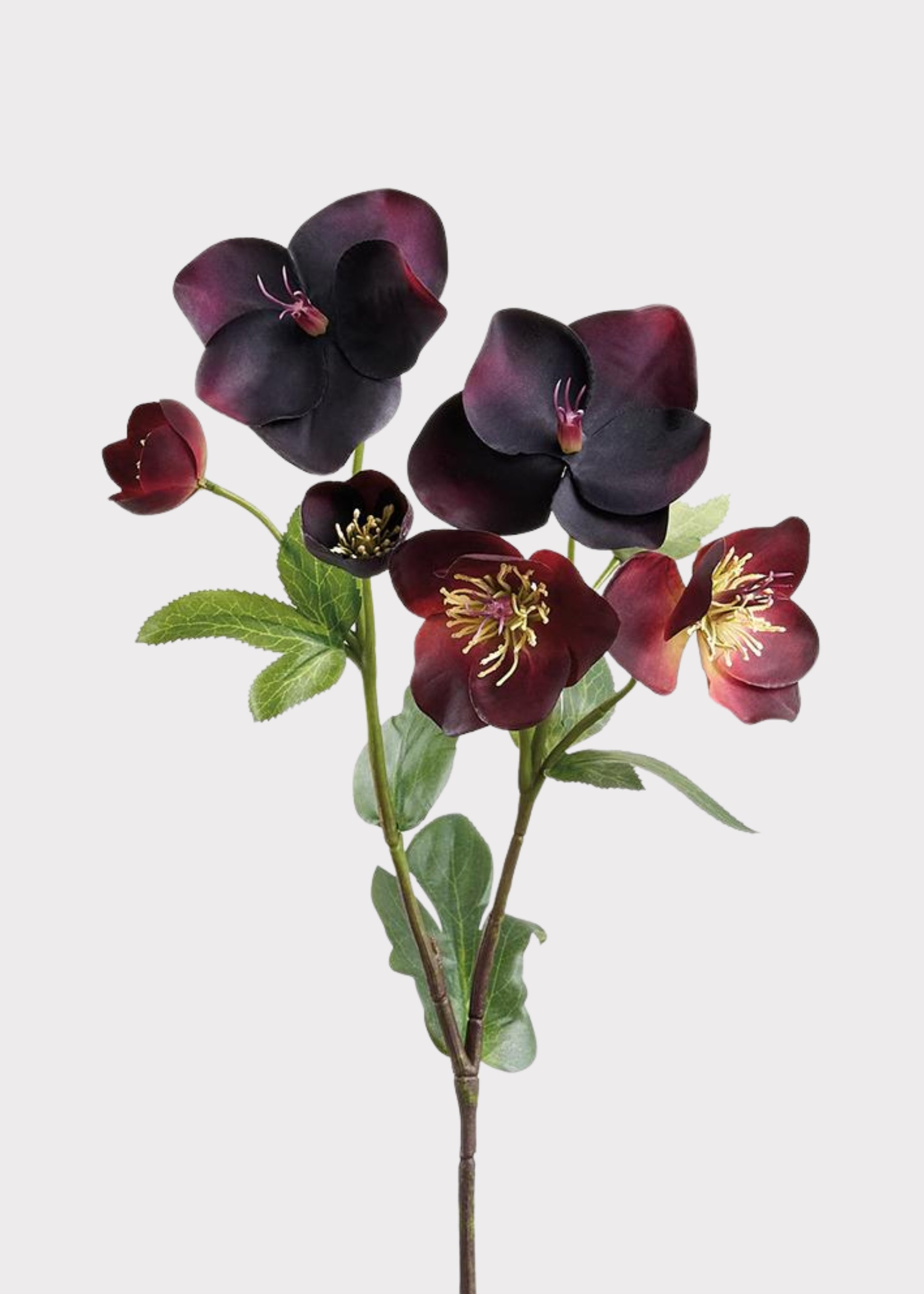 Plum Purple Real Touch Helleborus 