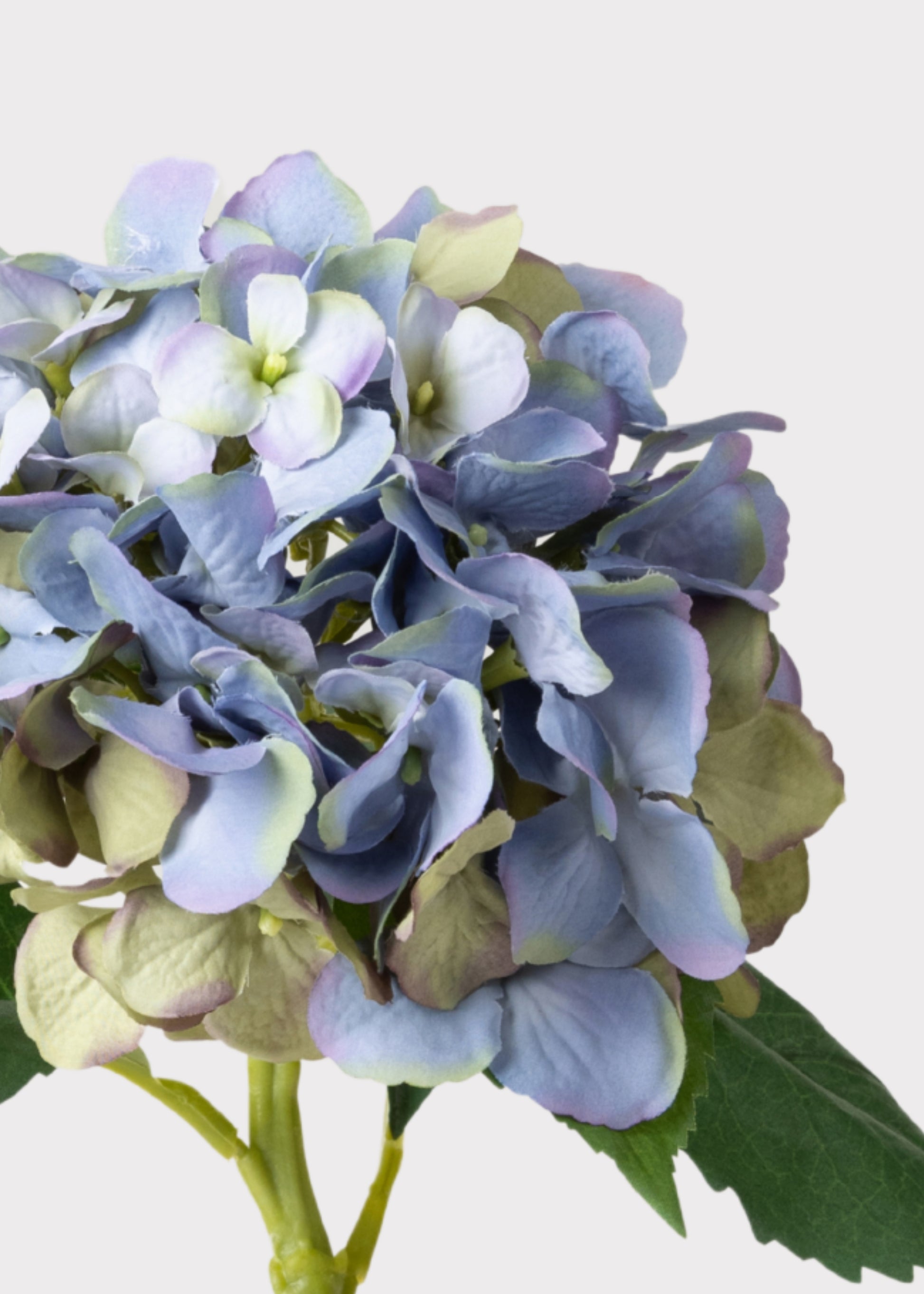 Close-up of Vintage Blue Green Hydrangea
