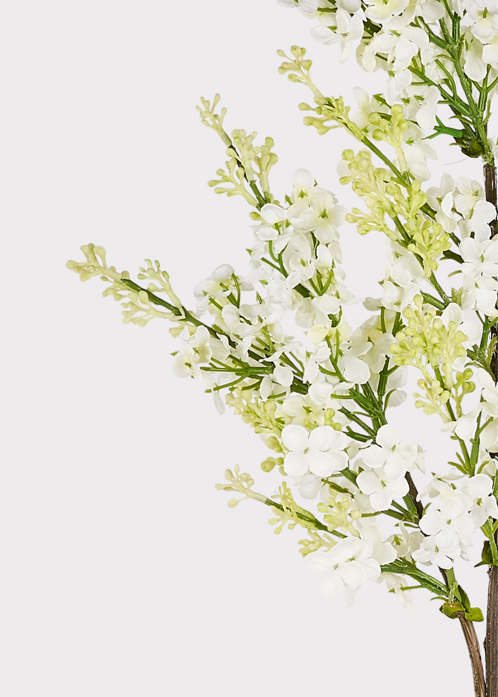 Close-up of cream silk lilac flowers