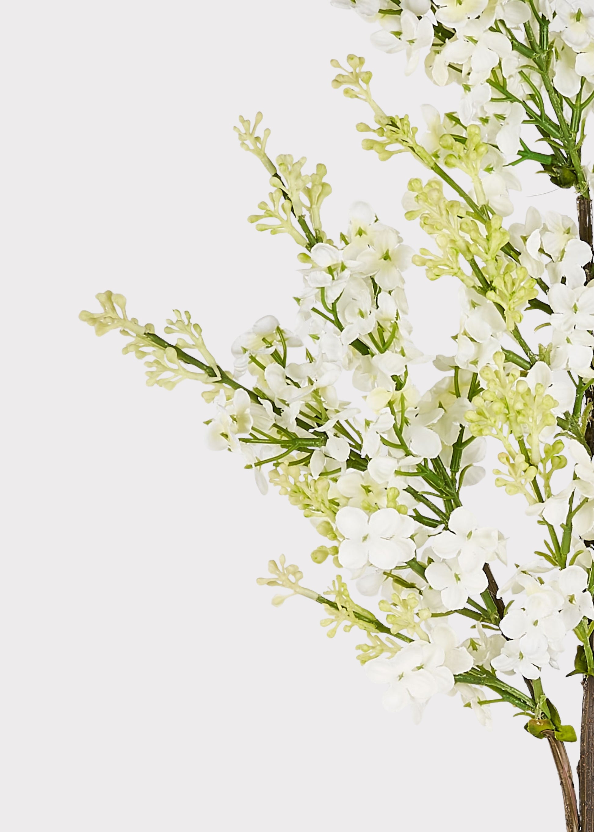 Close-up of cream silk lilac flowers
