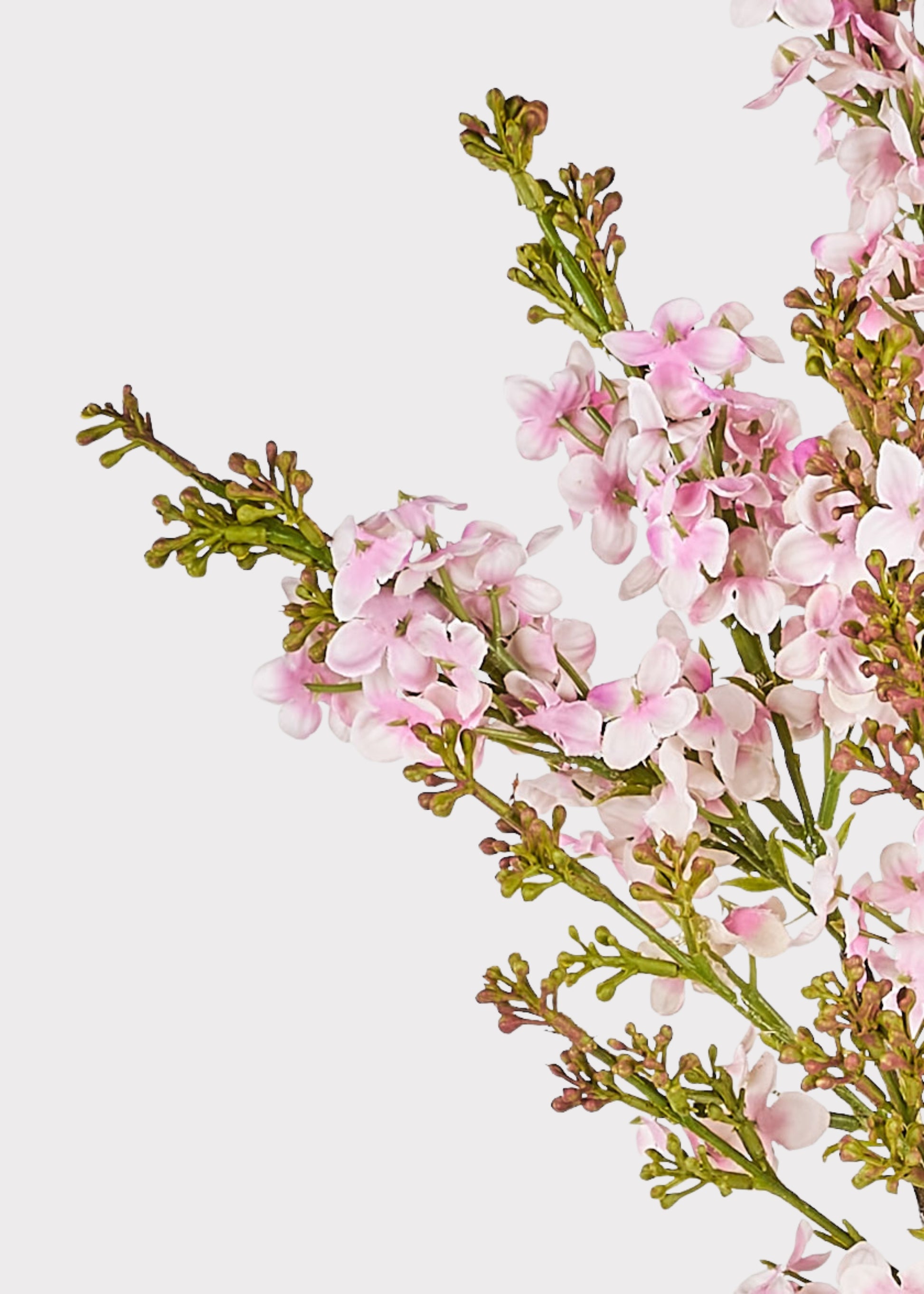Close-up of pink lilac flowers
