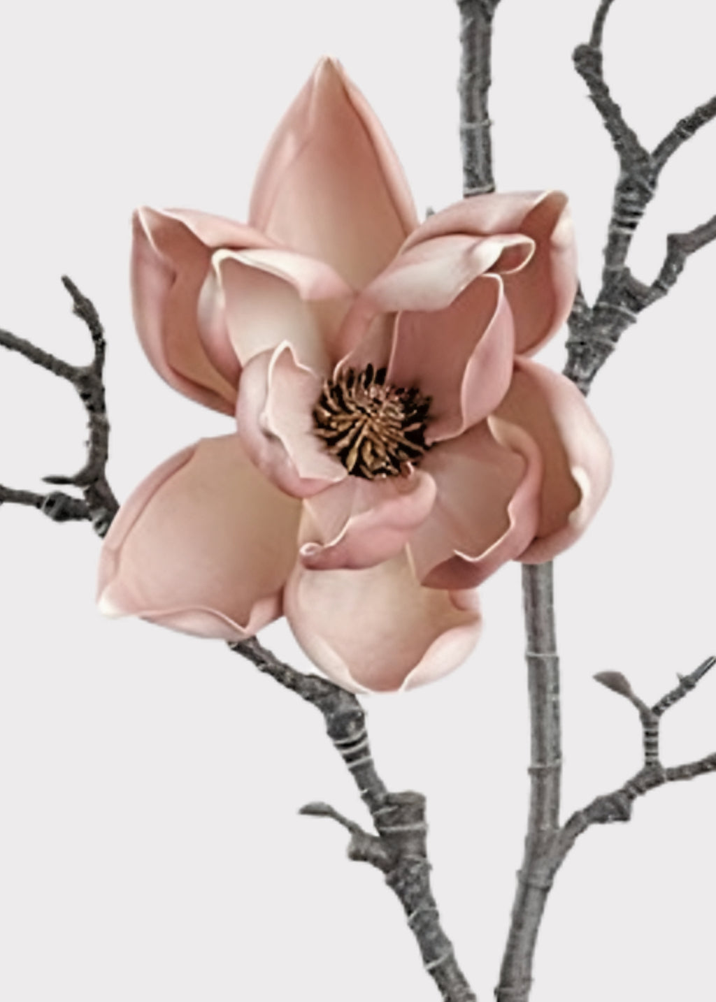 Close-up for mauve magnolia flower